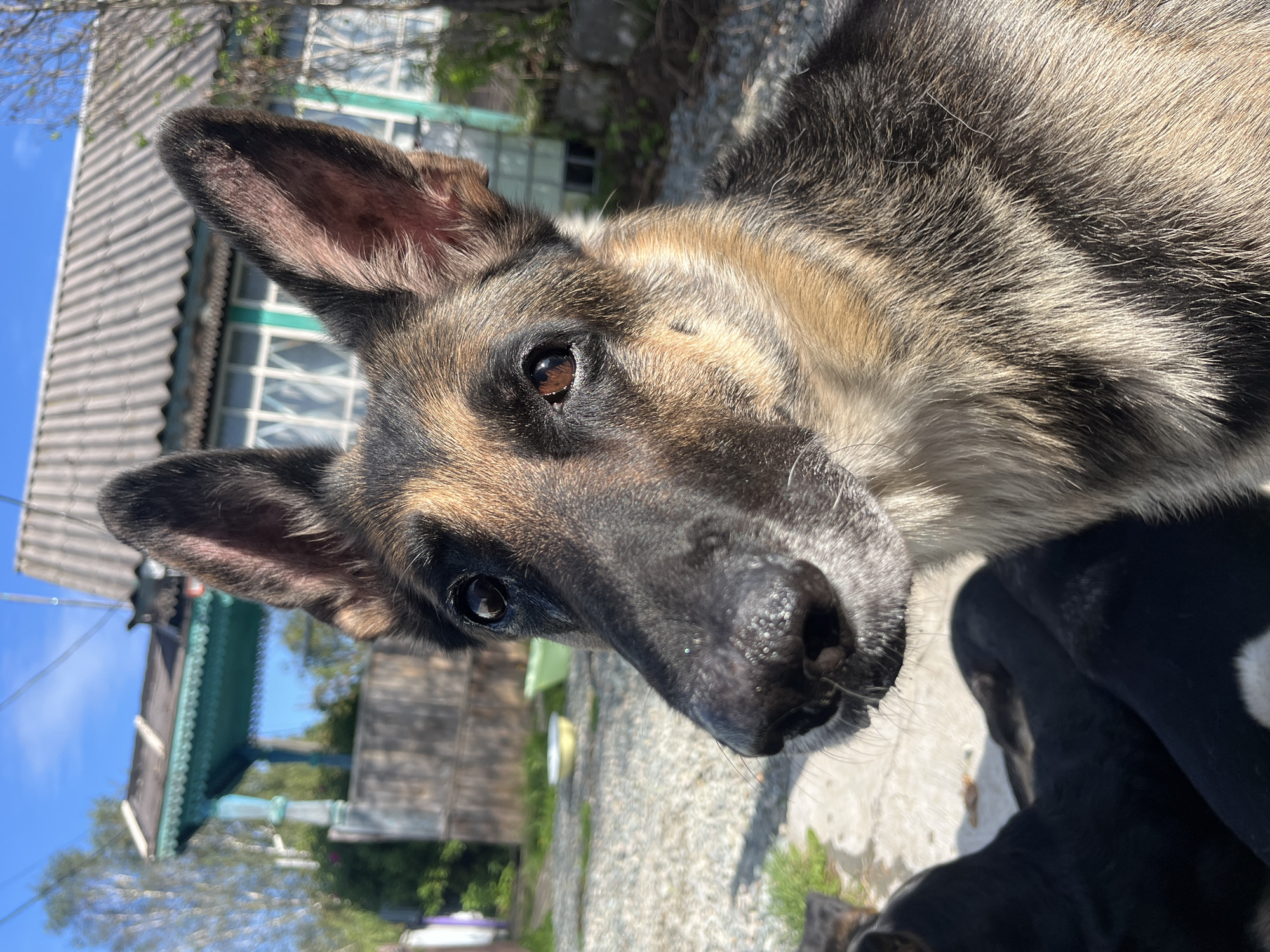 An adult German Shepherd dog is photographed in close-up, outdoors, with a blurry background showing a residential building with a corrugated metal roof and a turquoise porch. The dog's head is angled towards the right, its ears are perked, and its eyes are looking forward. Several black puppies are visible clustered around the adult dog's head and chest, appearing to be nursing or resting. The ground beneath the dog is a mix of gravel and concrete, with some sparse green grass. The lighting suggests it is daytime, with sunlight casting shadows. The scene appears to be in a rural or suburban area, consistent with a location in Nizhny Tagil, Russia, given the architectural style of the building.