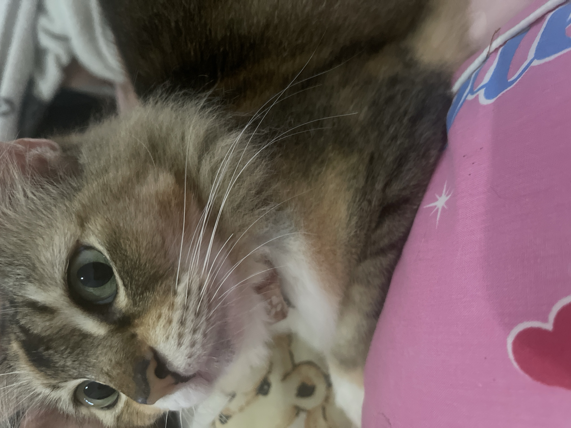 A close-up, eye-level shot shows a domestic cat in a relaxed position. The cat's head and upper body are visible, with its green eyes open and directed slightly to the left of the frame. Its fur is a mix of brown, grey, and white. The cat is lying on a pink surface adorned with white and blue heart designs and starbursts, possibly a blanket or pillow. A portion of a stuffed toy, appearing to be a bear, is partially visible behind the cat's head. The background is blurred, suggesting an indoor setting. The lighting is soft and ambient. No specific location in a city is discernible.