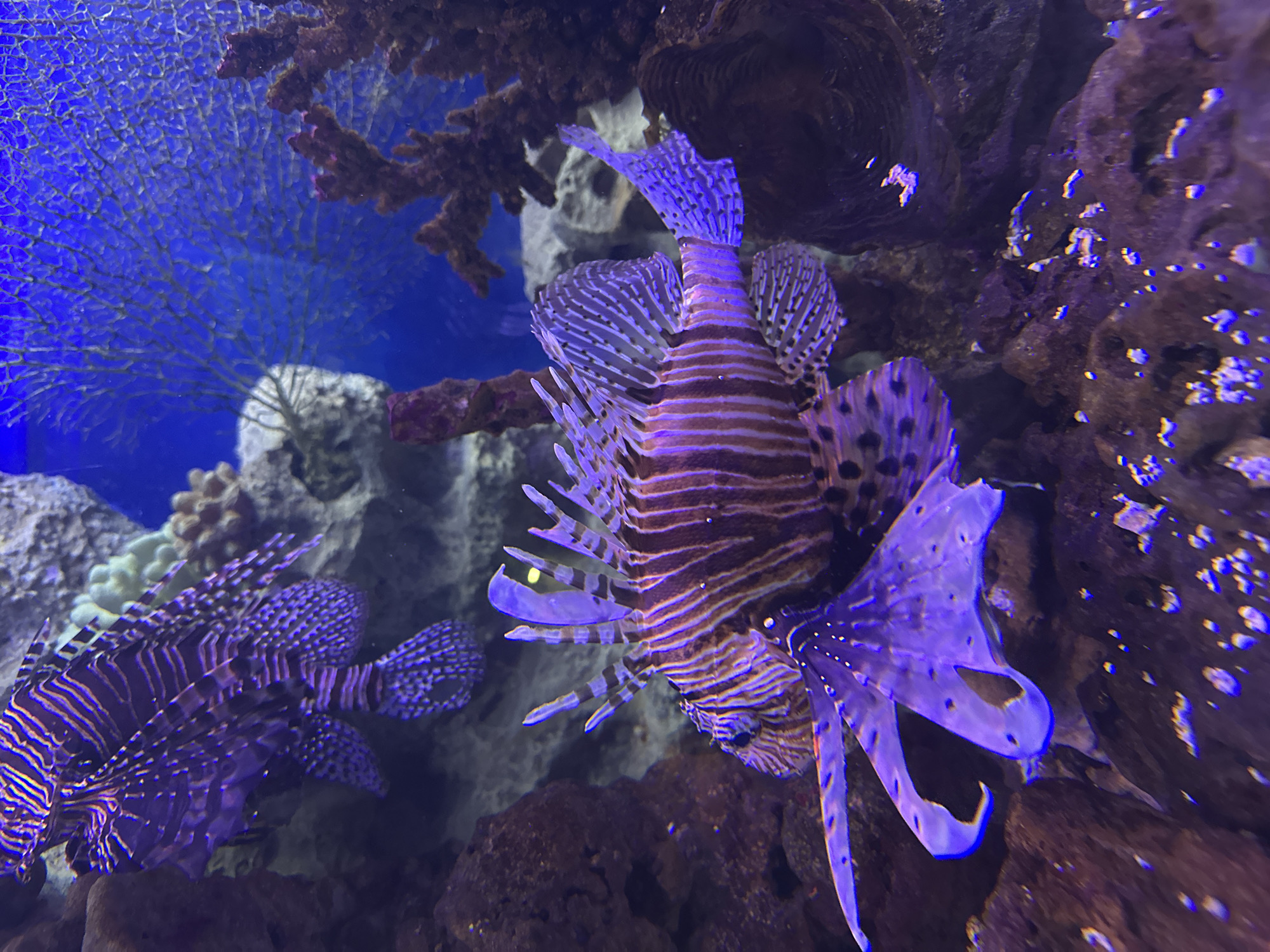 An underwater scene captures two lionfish amidst coral and rock formations. The primary subject is a lionfish positioned in the mid-right foreground, its body angled slightly to the right with its head facing left. It displays its characteristic reddish-brown and lighter striped pattern across its body, complemented by large, fan-like fins that are translucent with a purplish-blue hue and dotted patterns. Its prominent, venomous spines are clearly visible, fanning out dramatically. A bright yellow spot is discernible near its head, possibly part of its fin structure or an eye reflection.
In the mid-ground on the left, a second lionfish is partially visible, appearing to swim deeper into the background. It exhibits similar striped patterns and spiny fins, though its colors are slightly muted compared to the foreground fish.
The background consists of various marine elements. On the far left, a large, intricate, fan-shaped coral (likely a gorgonian) stands out against a vivid blue backdrop, which suggests the open water or a strongly lit section of the tank. Darker, rocky structures and other corals, some appearing purple or reddish-brown due to the lighting, fill the rest of the scene, providing a textured and complex environment. The overall lighting cast a blue and purple glow over the entire image, characteristic of aquariums or deep-sea conditions. No people or visible text are present in the image. The setting is an aquatic display, likely in an aquarium in Sochi, Russia.