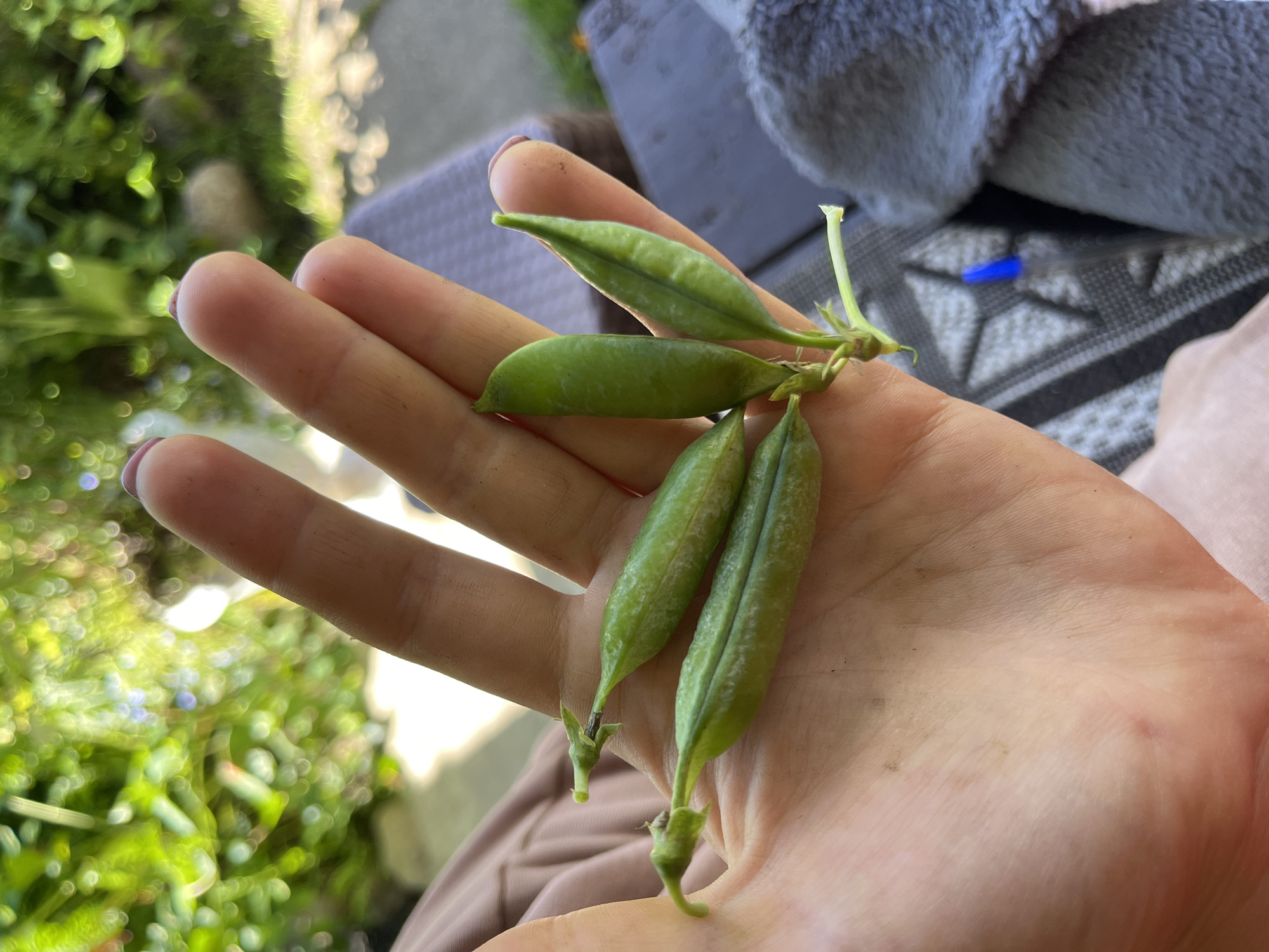 A close-up overhead shot shows a person's left hand holding four green pea pods. The hand is lightly tanned and positioned palm up. The pea pods are attached at their stems and cluster together in the palm. The background is blurred, showing green foliage and the edge of a grey textured surface, possibly outdoor furniture. The scene appears to be outdoors on a sunny day.