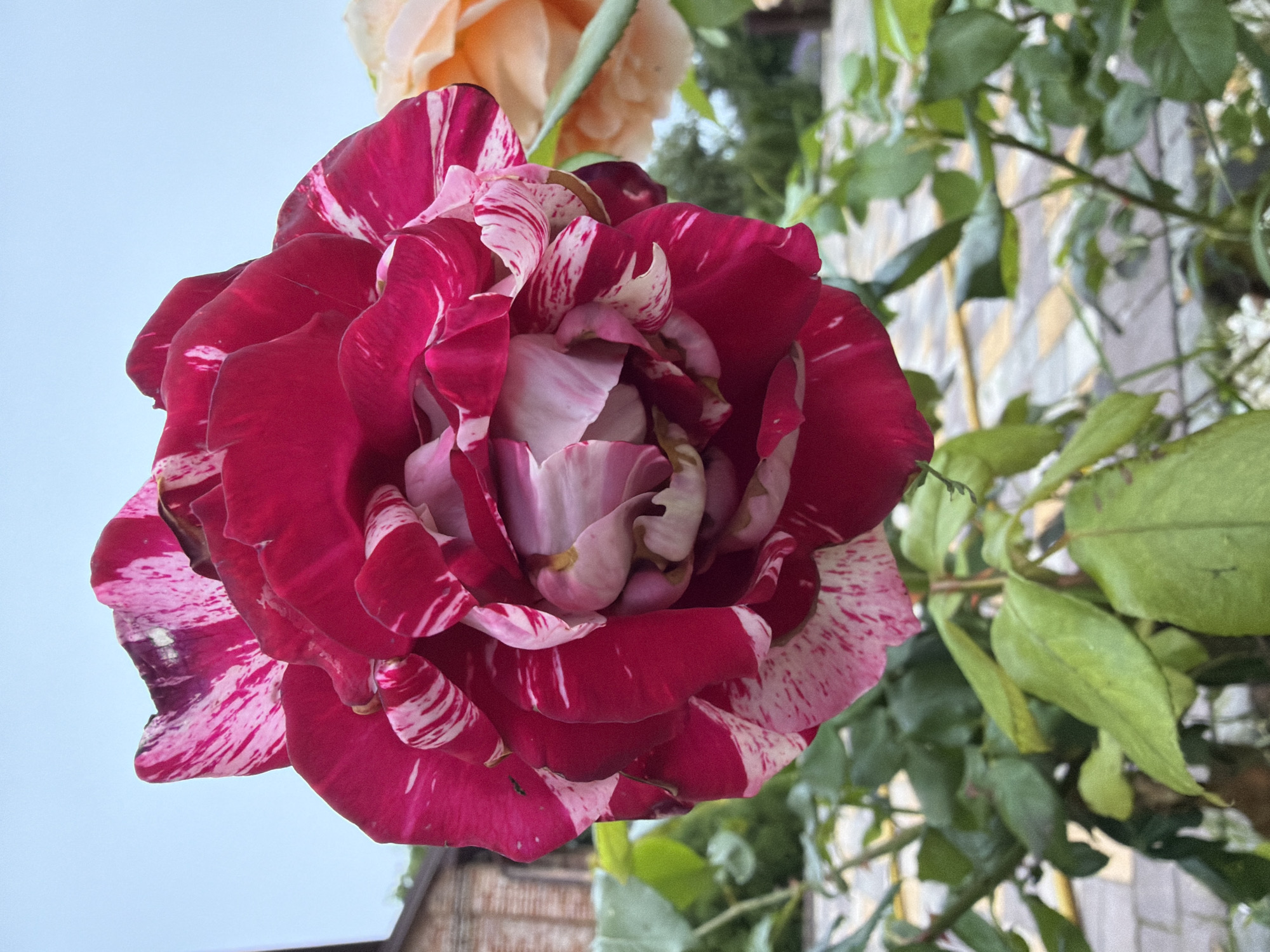 The image shows a close-up of a striking, bicolor rose with petals of deep magenta and white streaks. The rose is in full bloom and its center is filled with tightly furled petals. It is a close-up shot, with the rose occupying the majority of the frame. In the background, a hint of a peach-colored rose can be seen to the right. The foliage of the rose bush, with its green leaves, is visible below and to the sides of the main subject. Behind the plants, a brick building and a paved area with yellow and gray markings are discernible. The sky above is overcast and a pale blue. The scene is outdoors, and appears to be in a garden or park setting. There are no people present in the image. The location is identified as Дорожный, Russia.