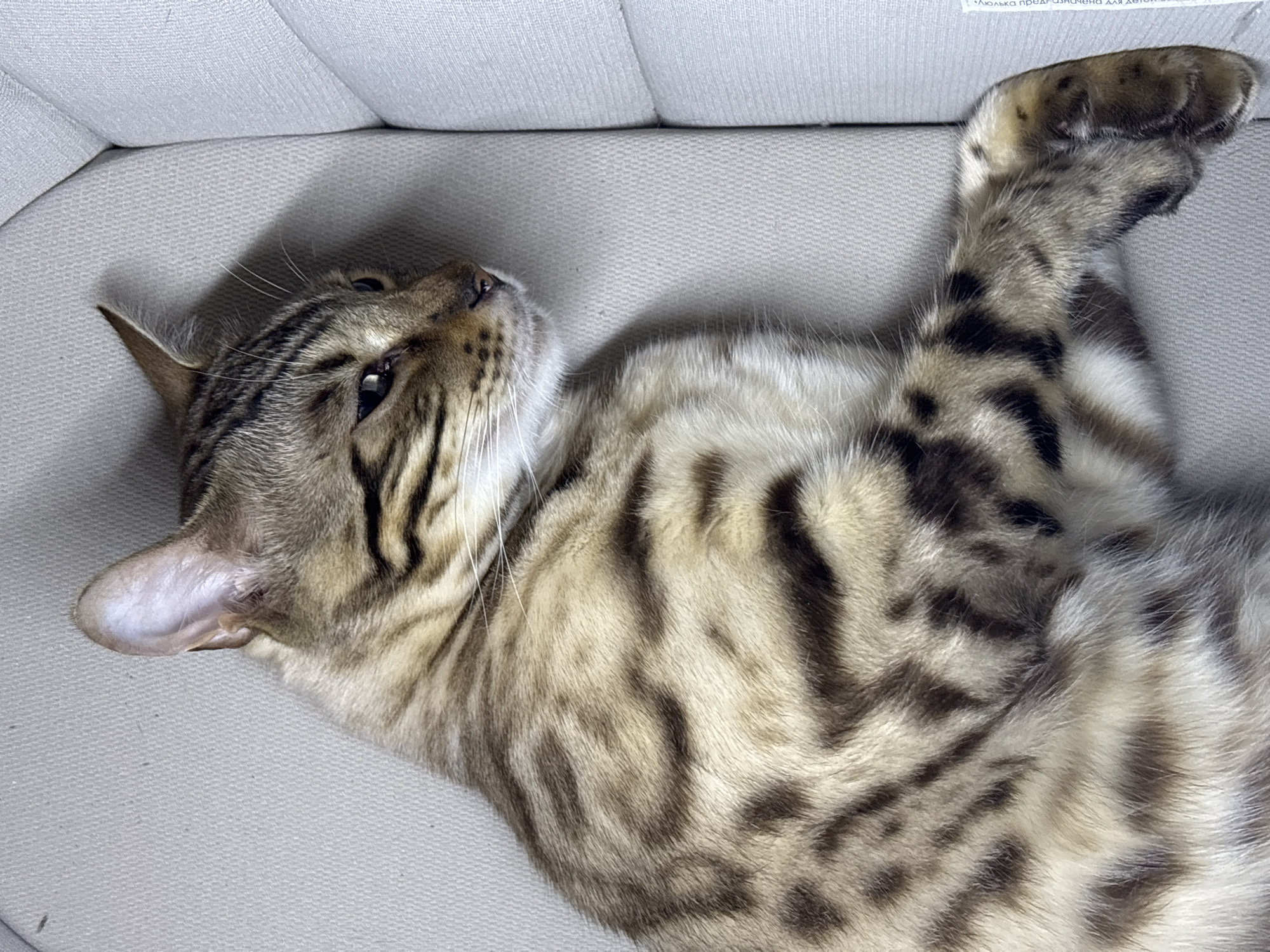 A Bengal cat is lying down on a light gray sofa. The cat is facing to the right and looking away from the camera. Its fur is a mix of tan and black with distinctive rosettes. The cat's left ear is visible and appears to be slightly bent forward. Its right paw is resting on the sofa. The background consists of the textured fabric of the sofa. The image is a close-up shot, focusing on the cat's body and head. There is no indication of the location in the city of Noviy, Russia.