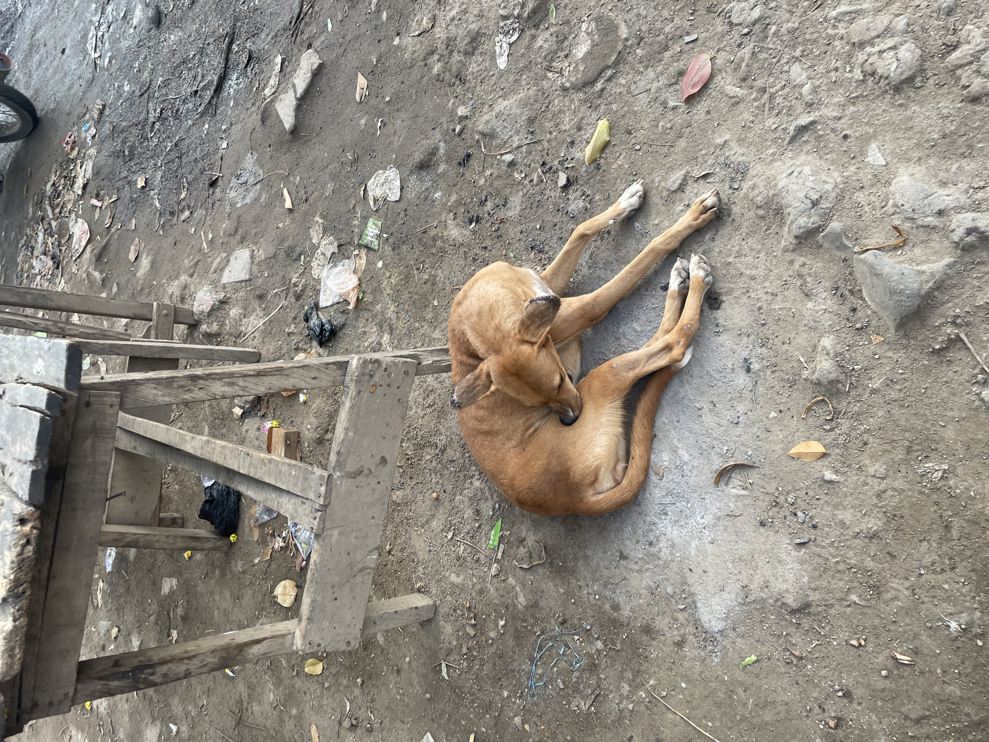 A light brown, short-haired dog is resting and seemingly scratching itself on a dusty, unpaved ground in an outdoor setting in Abuja, Nigeria. The dog is curled up on its right side, with its hind left leg raised towards its head, suggesting it is scratching its ear or neck. Its paws are white, contrasting with its uniform brown coat.
The ground is a mix of dry dirt, small stones, and various scattered debris, including dry leaves, crumpled plastic, and small pieces of trash. A rustic wooden structure, possibly a makeshift ladder or scaffolding, occupies the left side of the frame. Beneath and around this structure, more refuse is visible, including a black plastic bag and other litter. A small section of a bicycle wheel is partially visible in the top-left corner.
The scene is brightly lit, indicating daytime, with diffuse lighting suggesting an overcast sky or shaded area. The environment appears to be an unkempt urban or peri-urban area, characterized by the scattered trash and unpaved surface. The dog appears calm and undisturbed in its current posture. No visible text is present in the image.