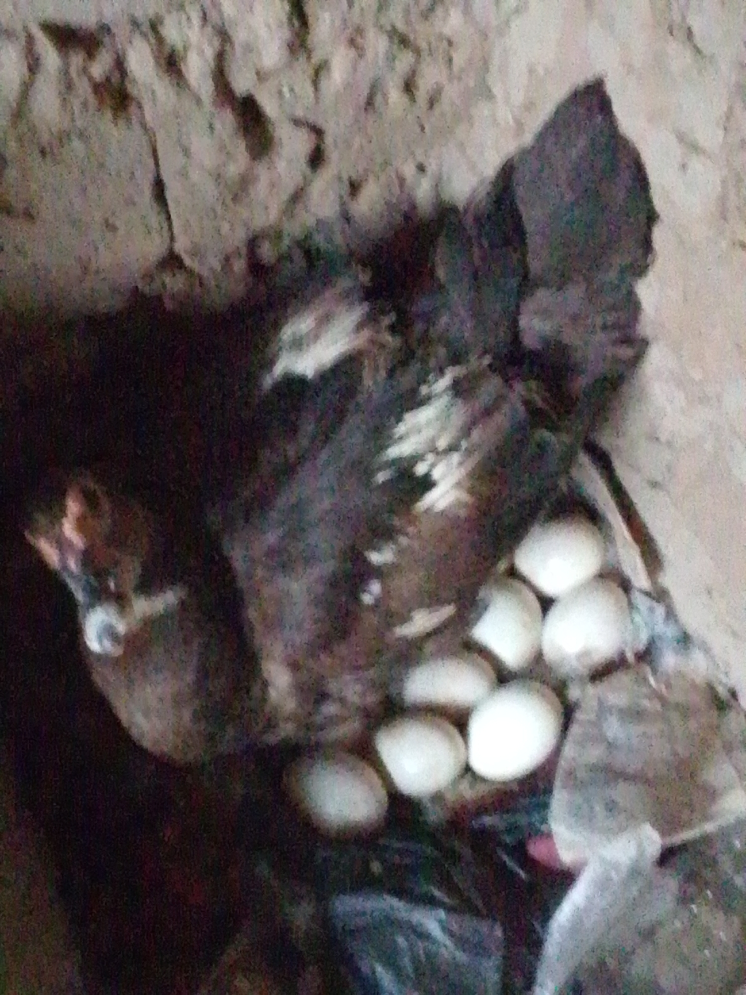 A dark-colored duck is nesting on a clutch of white eggs in a sheltered, earthen location, possibly a hollow in a wall or bank, in Serti, Nigeria. The duck, with some lighter feathers on its neck and chest, is positioned protectively over the eggs. The environment appears rough and natural, with visible earth and rough-hewn textures in the background, suggesting an outdoor or rustic setting. The lighting is dim, casting shadows and obscuring some details.