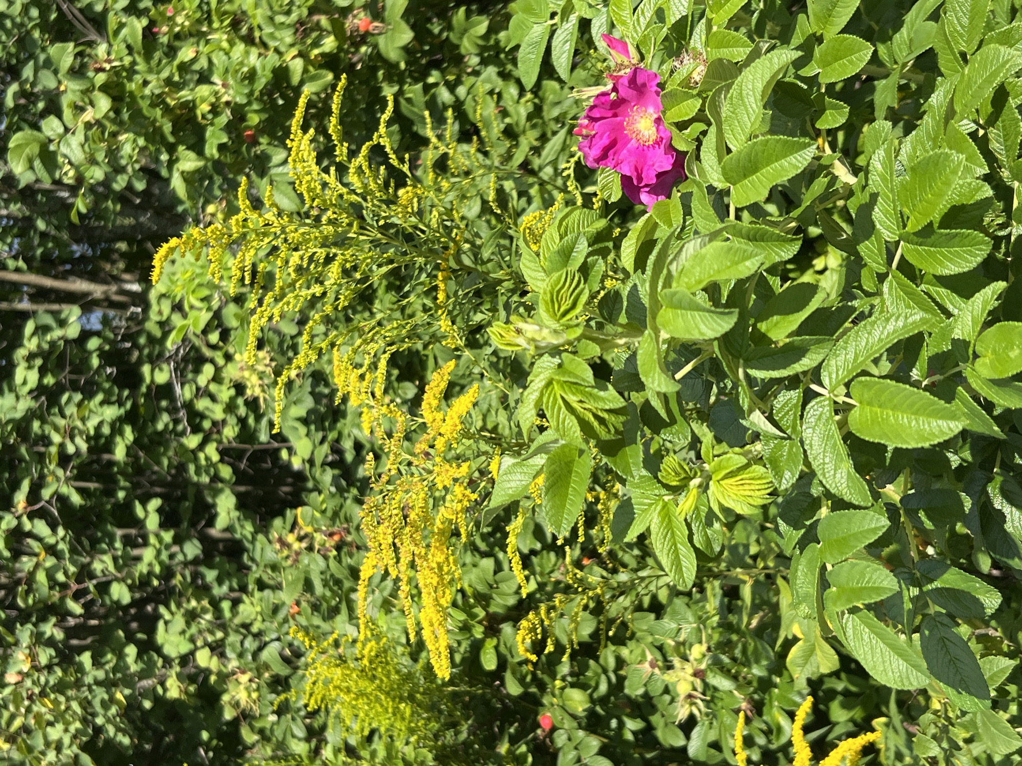 The image displays a close-up view of a dense, green bush with large, serrated leaves. In the foreground, to the right, a single vibrant pink flower with yellow stamens is visible, its petals slightly unfurled. Behind and to the left of this flower, several stalks of bright yellow wildflowers with small blooms rise above the greenery. The background is filled with more foliage, predominantly dark green leaves and branches, suggesting a natural, overgrown setting. The lighting indicates a sunny day, casting shadows on the leaves and highlighting the textures of the plants. The scene appears to be outdoors, likely in a garden or natural area, with no people or man-made structures readily apparent.