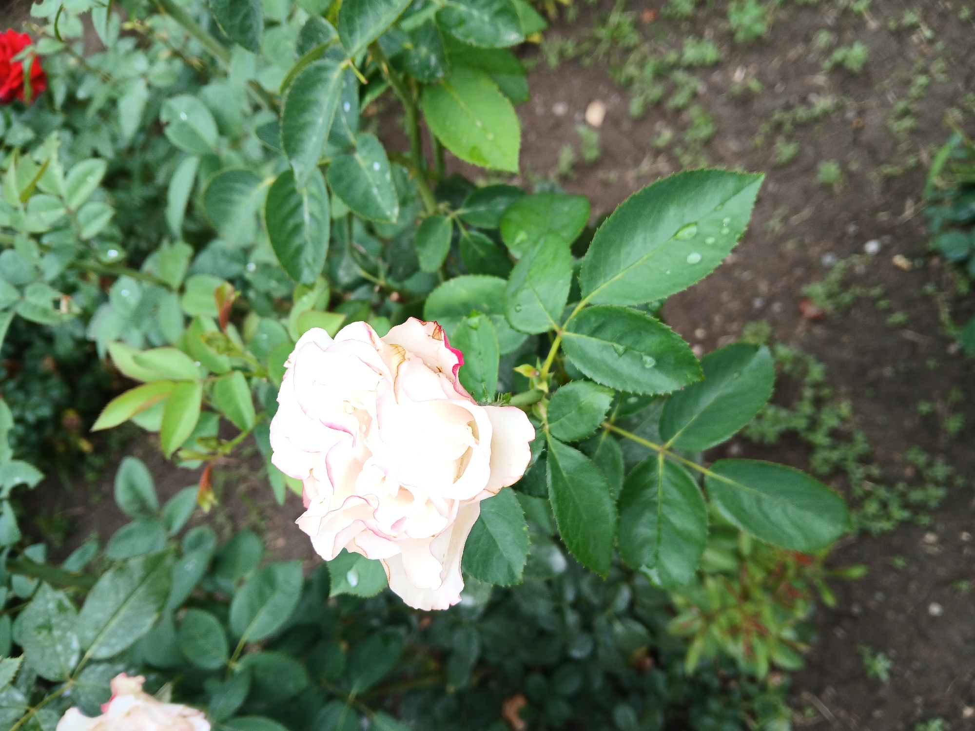 A close-up, high-angle shot focuses on a light pink rose with delicate red-pink edges on its petals, blooming among lush green foliage. Water droplets are visible on the leaves, suggesting recent rain or watering. The background transitions to soft-focus soil and ground cover. The scene appears to be in a garden setting, possibly in Коктал, Kazakhstan, given the context. No people are present.