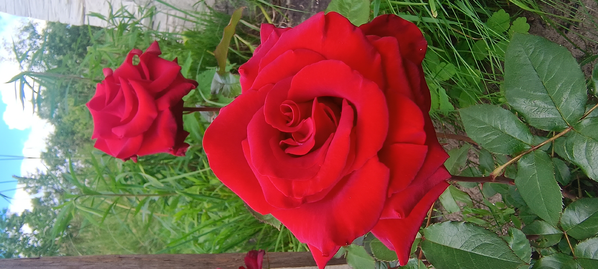 This media file showcases two vibrant red roses in a garden setting. The larger rose, prominently featured in the foreground, is in full bloom, displaying its intricate spiral of petals. A second, slightly smaller rose is visible in the background to the left, also a rich red hue. The roses are surrounded by lush green foliage and grass, suggesting a natural outdoor environment. A wooden element, possibly a fence or bench, runs along the bottom of the frame, adding a rustic touch to the scene. The lighting suggests it is daytime, with soft shadows and bright illumination on the petals. The image appears to be a close-up shot, focusing on the delicate beauty and texture of the roses. There is no visible text in the image.