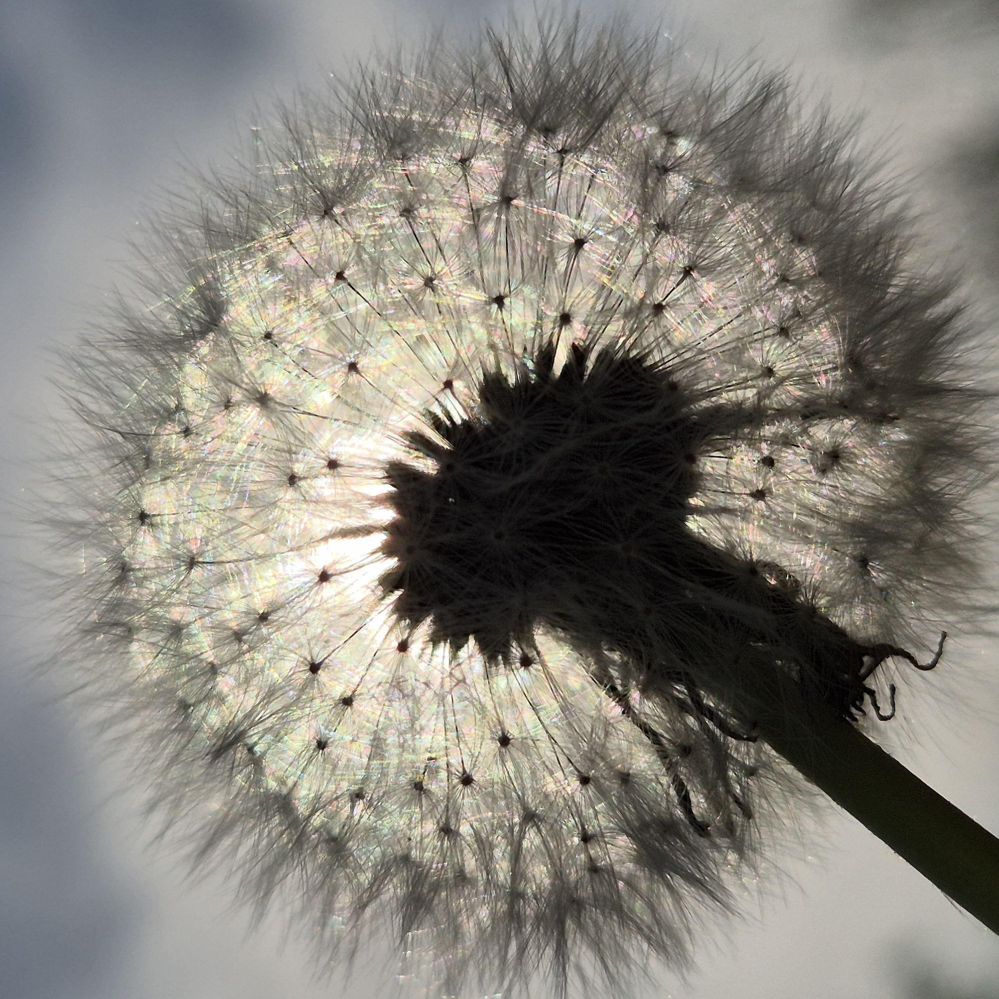 The image presents a close-up, low-angle view of a dandelion seed head, silhouetted and back-lit against a bright, softly diffused background. The main subject is the spherical cluster of translucent, feathery pappus, through which intense light filters. This backlighting highlights the intricate structure of the individual seeds, each with a dark, visible base and delicate, radiating bristles.
A striking feature is the shimmering, iridescent effect created by the light interacting with the fine fibers of the pappus, producing subtle rainbow-like hues of pink, green, and blue. The central core of the dandelion's seed head appears as a dark, intricate mass, anchoring the radiating seed structures. A thick, dark green stem extends upwards from the lower right corner, providing a strong anchor to the delicate seed head. The background is a soft, light grey and blue, completely out of focus, emphasizing the dandelion.
The image conveys a sense of fragility and natural beauty. The strong backlighting suggests a bright daytime setting, possibly with the sun directly behind the flower. No specific activity or event is taking place beyond the natural state of the plant. There is no visible text within the image.