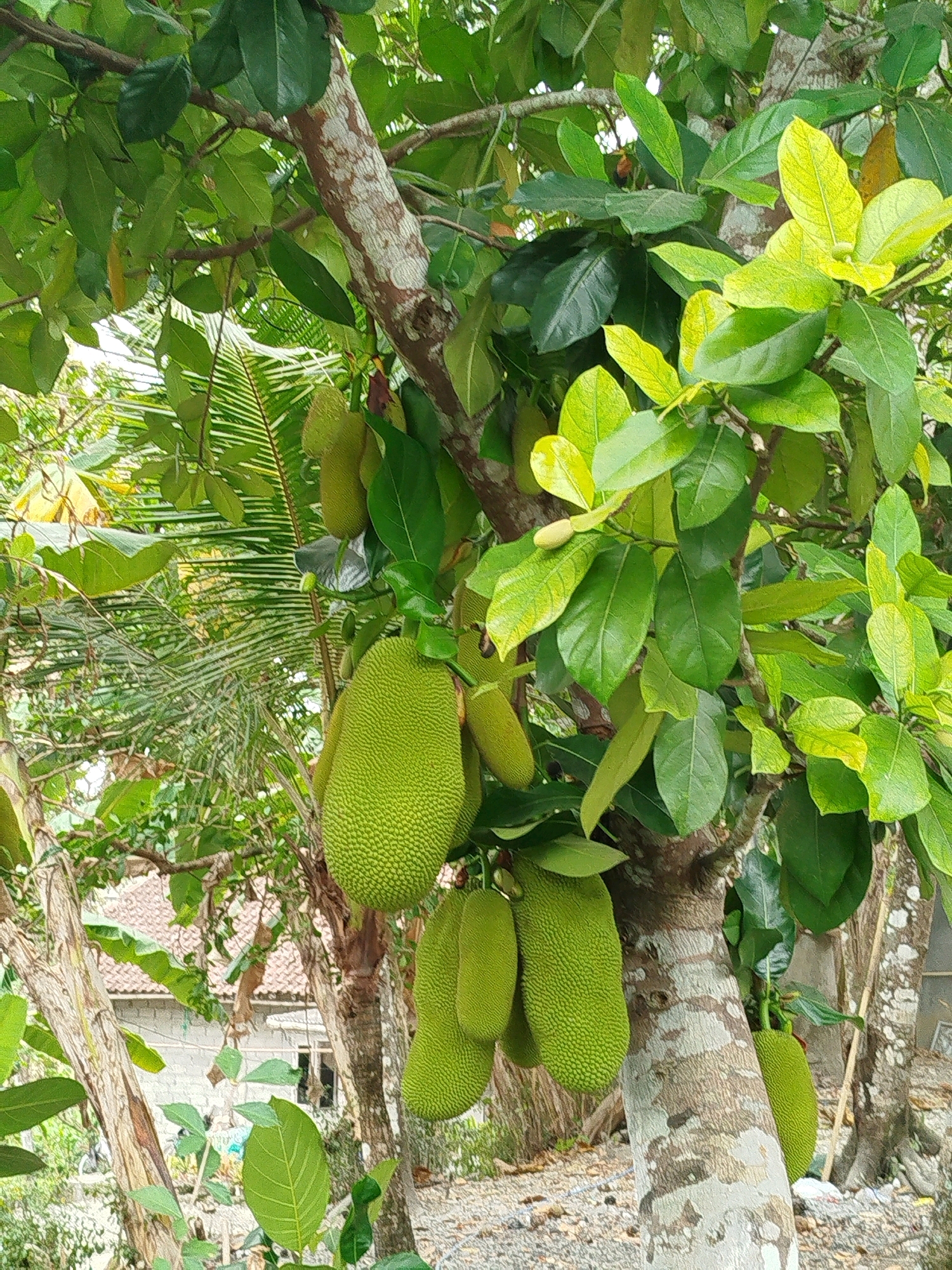 The image displays a close-up view of a jackfruit tree laden with several green jackfruits. The tree's bark is textured and shows patches of lighter coloration. Lush green leaves of various sizes surround the fruits and branches. In the background, through the foliage, a building with a tiled roof is partially visible, along with some other trees and vegetation, suggesting a semi-rural or suburban setting. The ground appears to be covered with gravel or small stones. The overall scene depicts a harvest-ready jackfruit tree in its natural environment, likely in Widoro, Indonesia, given the context provided.