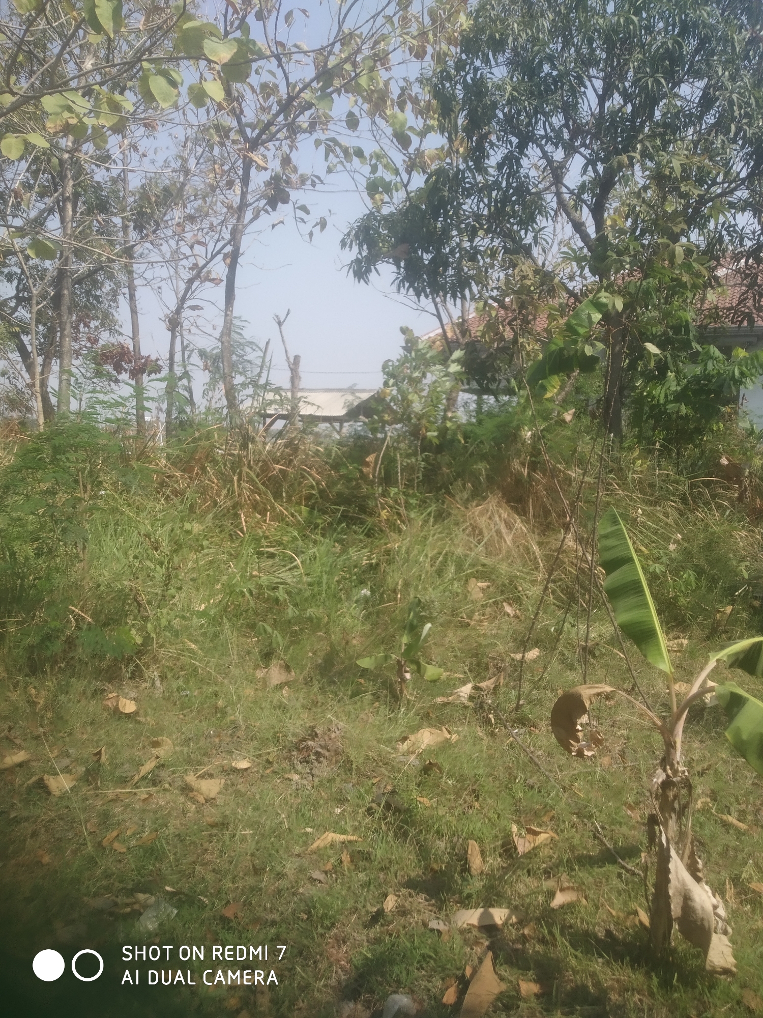 The image depicts an outdoor scene in a rural or semi-rural area, possibly a yard or a field, characterized by abundant vegetation. In the foreground and midground, there is a dense growth of tall grass, weeds, and some smaller plants with feathery leaves. Several trees are visible, including some with sparse foliage and bare branches, as well as a tree with a fuller canopy of green leaves, likely a mango tree. A young banana plant with a large green leaf is prominent on the right side of the image. The ground is covered with grass and scattered dry leaves. In the background, there are hints of structures, including what appears to be a tiled roof and a fence or barrier. The sky is clear and blue. The overall impression is of an uncultivated or partially maintained outdoor space under bright sunlight. The text overlay at the bottom indicates the photo was taken with a "REDMI 7 AI DUAL CAMERA". Based on the location provided, this scene is in Dompyong Wetan, Indonesia.