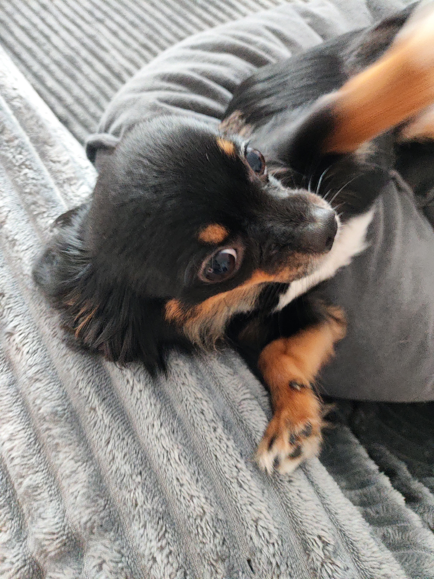The image shows a close-up, high-angle shot of a small, long-haired chihuahua dog lying on a textured gray blanket. The dog has black, tan, and white fur. Its head is turned to the right, and its large, dark eyes are looking upwards. The dog's front paws are visible, with tan fur and dark spots on its feet. The background consists of the gray blanket with a ribbed texture. The image is an indoor shot, and no specific location in Izhevsk, Russia can be determined from the visual information provided.