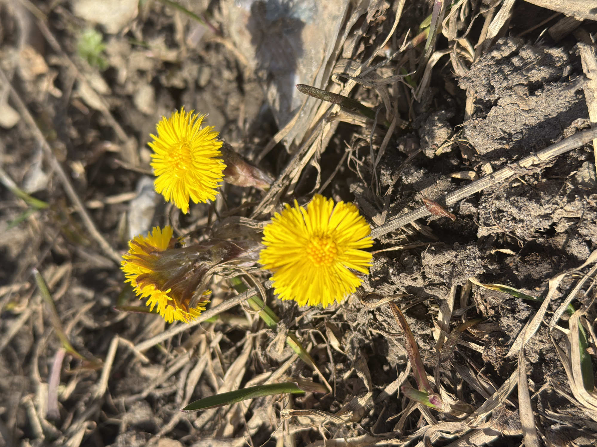 The image depicts three yellow Coltsfoot flowers (Tussilago farfara) growing in dry soil mixed with dead grass and twigs. A rock fragment is visible in the upper left. The flowers are in varying stages of bloom, with one fully open, another partially open, and a third in bud. The surrounding environment appears barren and sun-drenched. The location is specified as the city of Berezniki, Russia.