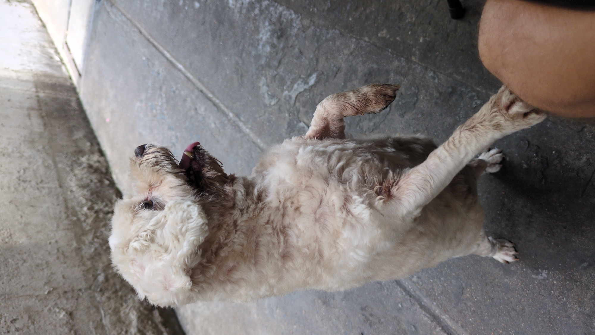 A scruffy, cream-colored dog lies on its back on a concrete surface. The dog has fluffy fur and a small pink tongue visible in its open mouth. One of its front legs is raised in the air. Part of a human leg is visible at the top right of the frame. The scene appears to be outdoors, possibly in Thủ Đức, Vietnam. A concrete structure or wall is adjacent to the dog. The image is slightly angled.