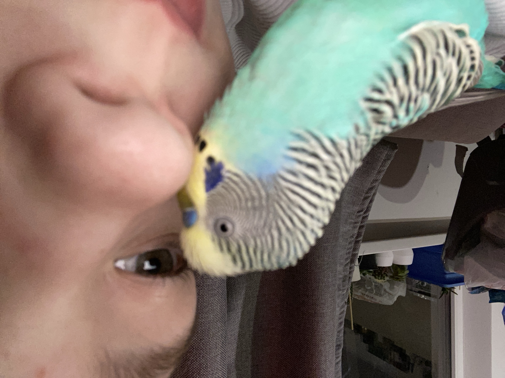 A close-up shot features a person's face with a budgerigar perched on their nose. The budgerigar has a blue and green body with black and white striped wings. The person's eye is open and visible. The background includes a grey fabric and hints of a room with a shelf and containers. The location is Unknown, Unknown.
