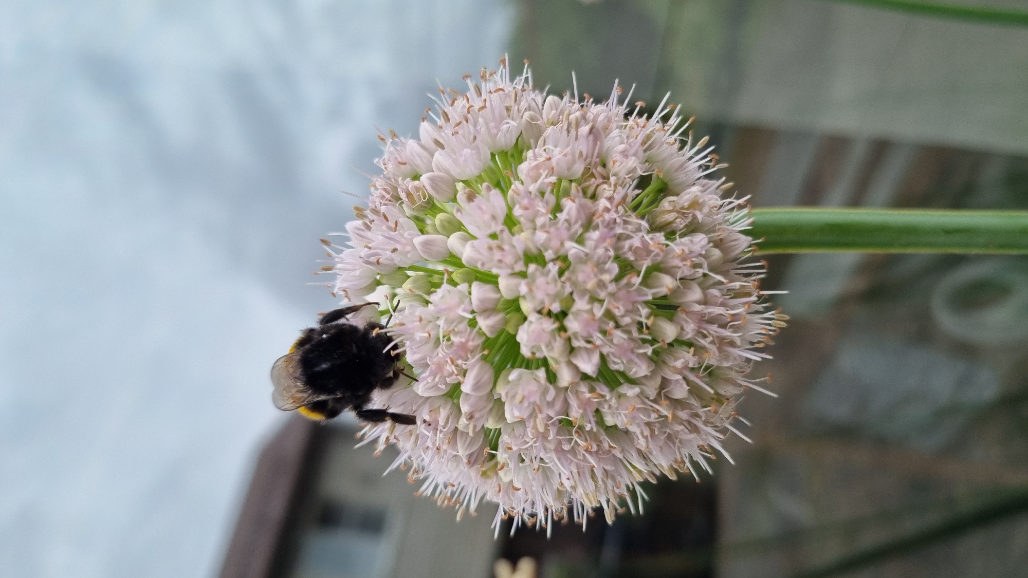 The media file displays a close-up, overhead view of a bumblebee on a spherical, pale pink allium flower. The bumblebee, with its characteristic black and yellow stripes, is positioned on the left side of the flower, appearing to be collecting nectar or pollen. The allium flower is a dense cluster of small florets, each with delicate white and pink petals and prominent stamens. A single green stem extends horizontally to the right of the flower head.
The background is softly blurred, suggesting an outdoor setting. The upper left portion of the background is a pale, cloudy sky, while the lower right shows indistinct shapes that could be foliage or a fence. The lighting suggests it is daytime, possibly overcast.
No people are visible in the image, and no text is present. The overall impression is a natural scene focused on the interaction between the bumblebee and the flower. The image captures a moment of pollination in what is likely a garden or natural habitat in Pokrov, Russia.