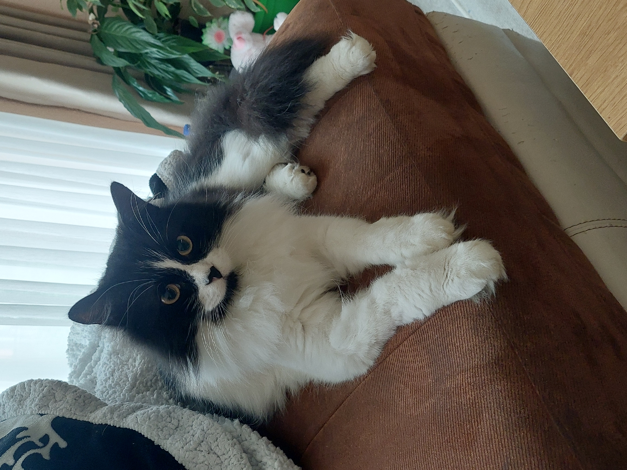 A long-haired black and white cat is seen lying comfortably on a brown corduroy-textured sofa, partially resting on a white fuzzy blanket. The cat is stretched out, with its dark, fluffy tail and hind paws visible towards the top right, and its white front paws and belly towards the bottom left. Its head is turned to face the viewer, displaying bright golden eyes and prominent white whiskers against its black fur, with a distinctive black patch around its nose. The background features white vertical blinds, indicating a window nearby, and green leafy plants with a hint of a pink floral decoration in the upper right. A lighter-colored sofa or wall and a wooden surface are also visible in the periphery. The overall lighting is soft, suggesting an indoor daytime setting. The cat appears relaxed yet alert and curious, observing its surroundings. No visible text is present in the image. This scene takes place in an indoor setting, likely a home in Plovdiv, Bulgaria.