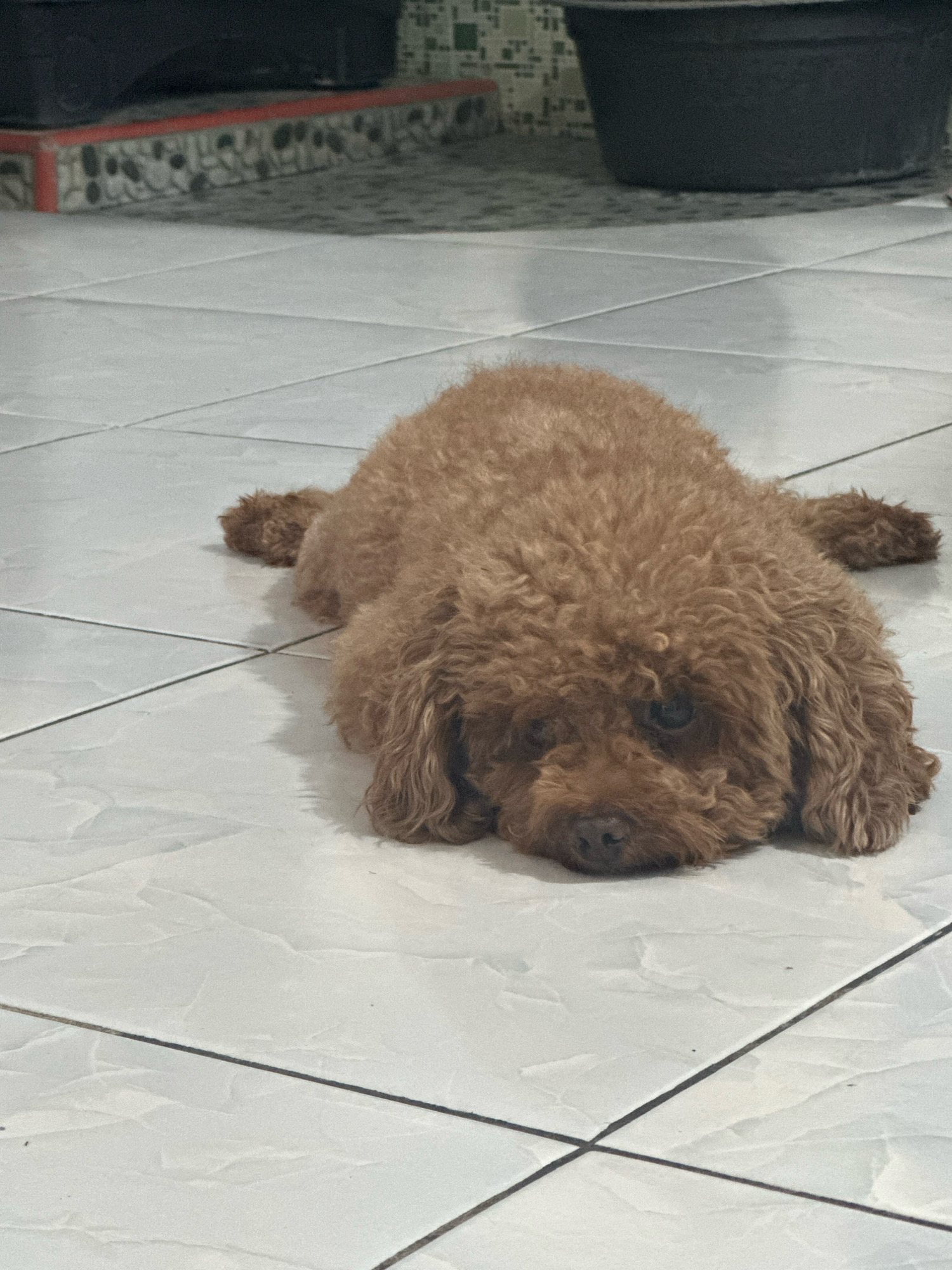 A brown poodle is lying on a white tiled floor. The dog is in the foreground, with its head resting on the floor and its body stretched out. The background is blurred, but appears to be an outdoor area with plants and pots. The image appears to be taken in a residential setting.