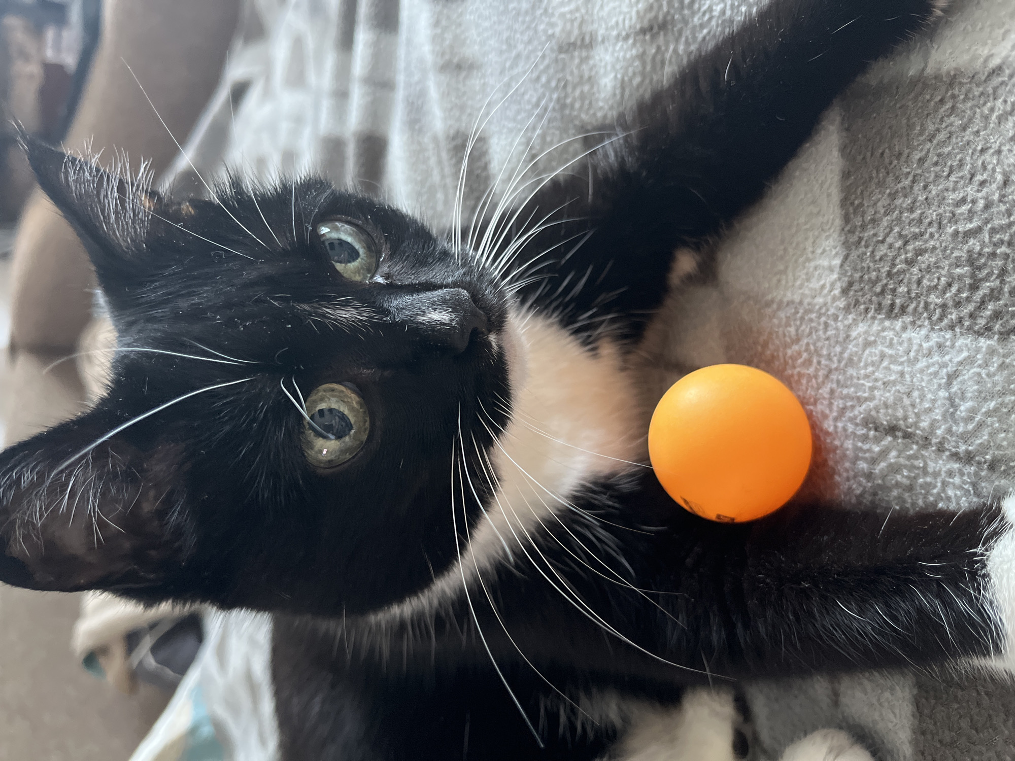 A black and white kitten with green eyes is lying on a gray blanket with a small orange ball in front of it. The kitten is looking to the right of the frame. The background is blurred and shows a person lying down, with a light-colored blanket or comforter. There are no identifiable landmarks or features that would indicate the location in Moscow, Russia.