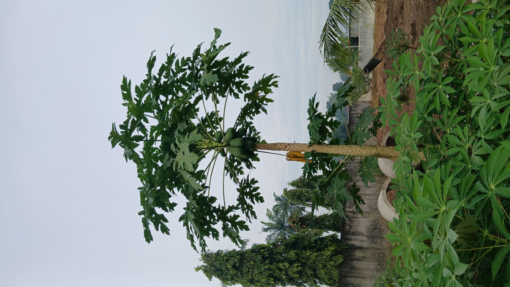 In Klambir Lima Kebun, Indonesia, a mature papaya tree stands prominently in the foreground, bearing a cluster of green papayas. The tree's trunk is rough and light brown, with a few dried yellow leaves hanging from its lower section. The canopy is lush and green, with large, deeply lobed leaves spreading outwards. Surrounding the base of the papaya tree is a dense growth of broad-leaved green plants, their leaves fanning out in a star-like pattern.
In the mid-ground, a weathered concrete wall runs horizontally across the image, partially obscured by the surrounding vegetation. Behind the wall, several tall, slender evergreen trees are visible, their dark green foliage creating a stark contrast against the lighter sky. To the right of the papaya tree, a section of a palm tree frond extends into the frame, its leaves a lighter shade of green. The ground beyond the wall appears to be a mix of dirt and some discarded materials, including what looks like concrete rings or pipes.
The sky is overcast and a uniform pale grey, suggesting a cloudy day. The overall scene depicts an outdoor environment, likely a garden or rural area, characterized by lush vegetation and a backdrop of man-made structures and natural elements.