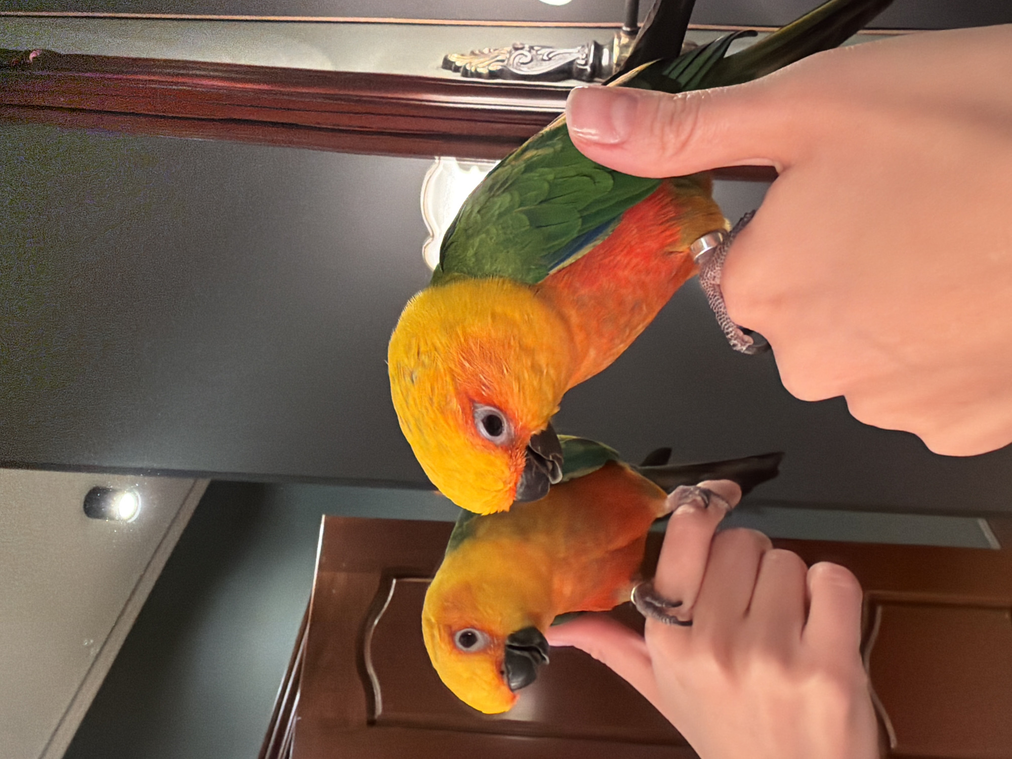A photograph shows a person holding a colorful bird, with its reflection visible in a mirror. The bird has yellow, orange, and green plumage. The location is identified as Khimki, Russia. Details regarding specific people, subjects, actions, and interactions within Khimki are not discernible from this image.