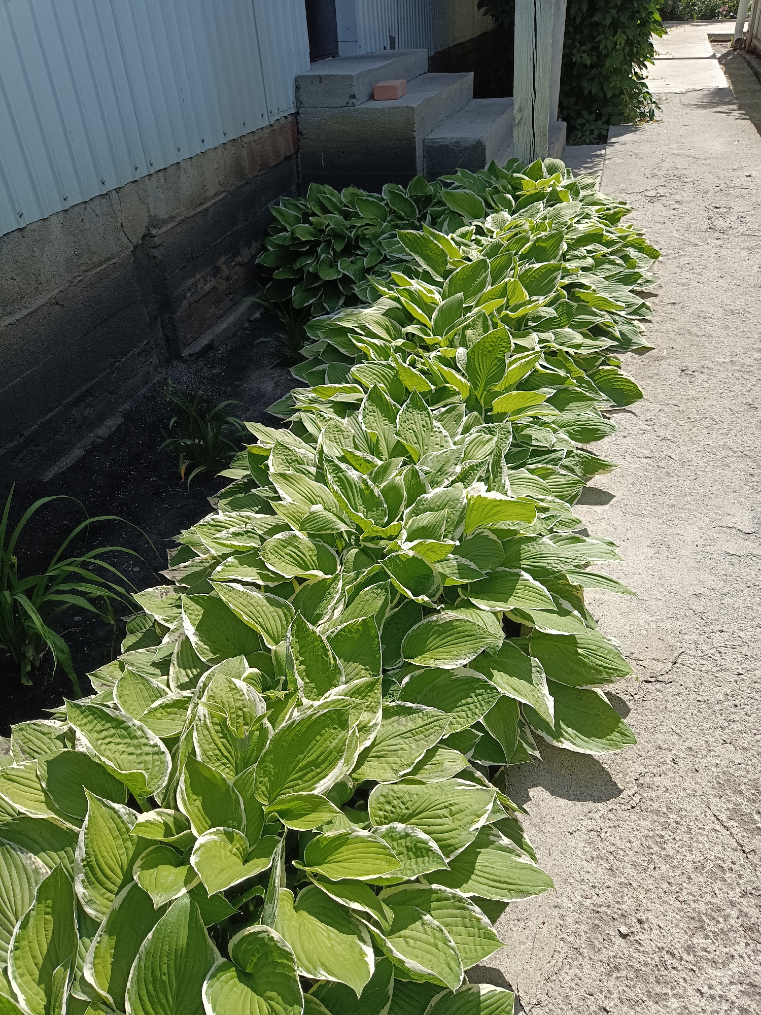 A linear arrangement of hosta plants with variegated green and white leaves grows along a concrete pathway next to a building with a corrugated metal siding. The building has a rough, dark-colored foundation and a series of concrete steps leading up to an entrance. The pathway is cracked and weathered. In the background, more greenery and part of a wooden post are visible. The scene is brightly lit by sunlight, casting shadows. The location is Shibanovo, Russia.