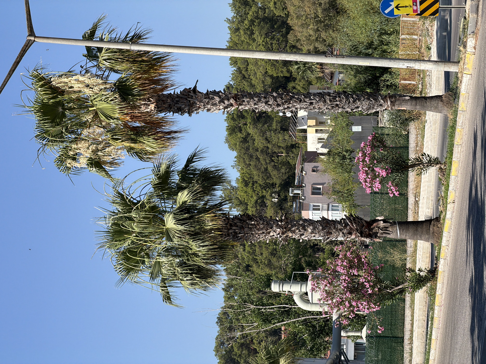 The image depicts a street scene in Kemer, Turkey, on a clear, sunny day. Two prominent palm trees stand in the foreground. The palm tree on the right is taller and thicker with a rough, textured trunk, while the palm tree on the left is slightly shorter and appears younger. Both trees have lush green fronds.
To the left of the palm trees, a vibrant pink-flowered bush is in bloom. Behind the bush and palm trees, a green chain-link fence runs along the sidewalk. Beyond the fence, industrial buildings with pipes and silos are visible, along with residential buildings in the background. The buildings are of various colors, including beige and white, and some have solar panels on their roofs. The backdrop consists of a dense, green forest covering a hillside.
A light pole stands next to the right palm tree. To the right of the light pole, a traffic sign is visible. This sign is blue and yellow, with a white arrow pointing upwards and a bicycle symbol. The street in the foreground is paved, with a yellow and white striped curb separating it from the sidewalk. The overall environment suggests an urban area with vegetation and industrial elements. There are no people visible in the image.