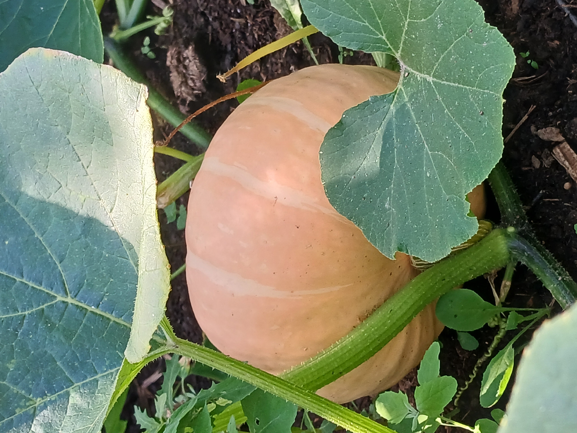 A pale orange pumpkin, with faint vertical stripes, rests on dark soil in a garden. It is surrounded by large, green pumpkin leaves and a thick, ribbed green vine. The scene is outdoors in daylight, with some of the leaves casting shadows on the pumpkin. The specific location within Vasilyevo, Russia, is not discernible from the image alone.