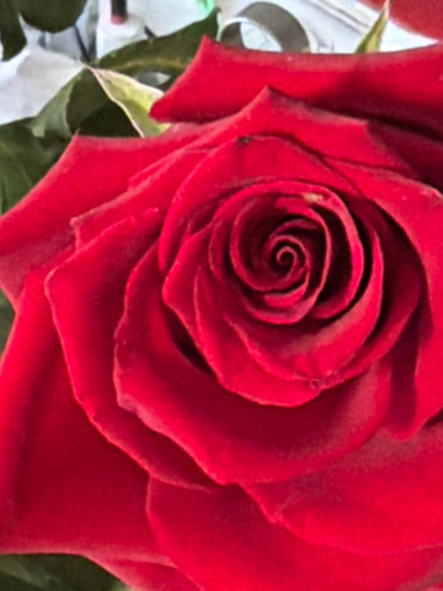 A close-up, overhead shot of a vibrant red rose shows its intricate petal structure. The petals spiral inwards towards the center of the bloom, creating a sense of depth and complexity. Some petals are slightly unfurled, revealing the delicate curves and textures within. The background is softly blurred, with hints of green foliage and white elements, suggesting a natural setting such as a garden or bouquet. There are no people or specific landmarks visible that would indicate a location in Wrocław, Poland.