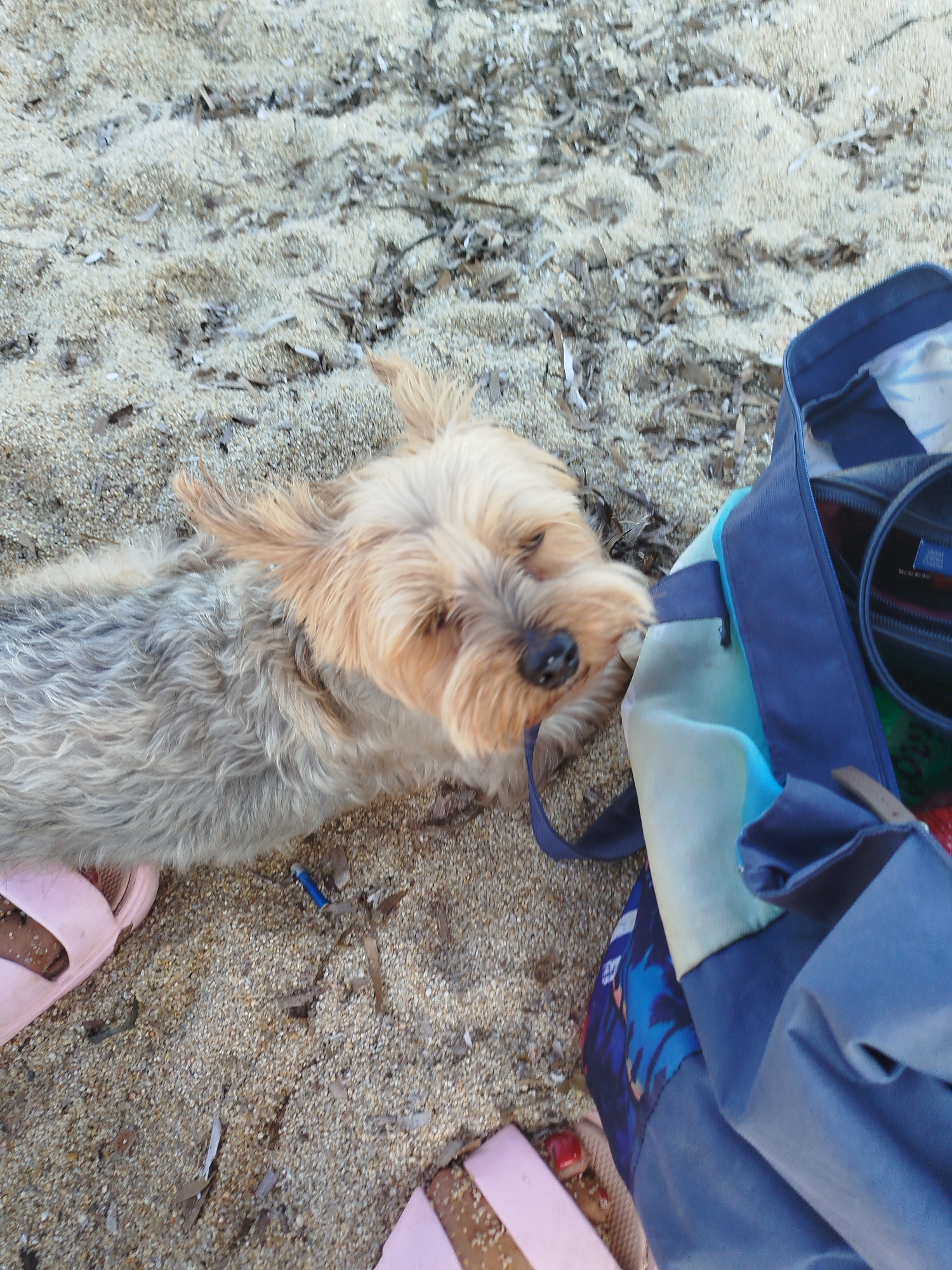 An overhead, medium shot captures a small, light brown and grey dog lying on a sandy beach in Sithonia, Greece. The dog's fur is disheveled, and its ears are perked up, with its snout touching a blue and multi-colored bag that lies beside it. The bag appears to be made of fabric and has a casual, possibly beach-style design. A pink sandal is visible to the left of the dog, partially obscured by its body. The ground is covered in coarse sand, interspersed with small pebbles and dried leaves or seaweed. The overall lighting suggests it is daytime, with the sun casting a gentle light.