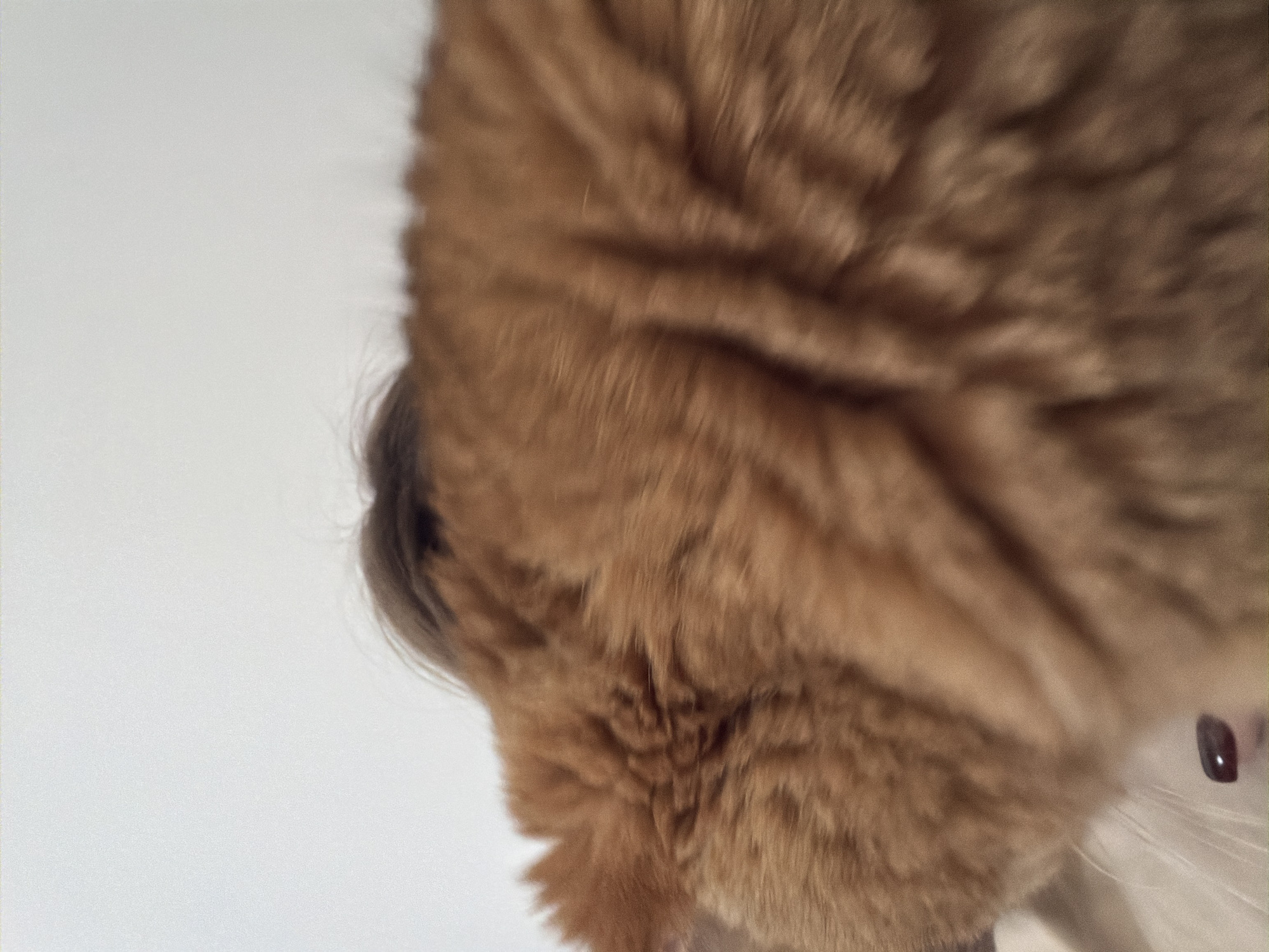 The image is a close-up, low-angle shot of an orange tabby cat's fur, with a blurry background that appears to be a white wall. The cat's head is out of focus in the bottom left corner, revealing a small portion of its face with a dark pupil visible. A few strands of brown hair are visible above the cat's fur, also out of focus. The lighting is bright, suggesting an indoor setting. There is no identifiable context related to the city of Đà Nẵng, Vietnam, or any specific location within it. The image is entirely focused on the texture and color of the cat's fur.