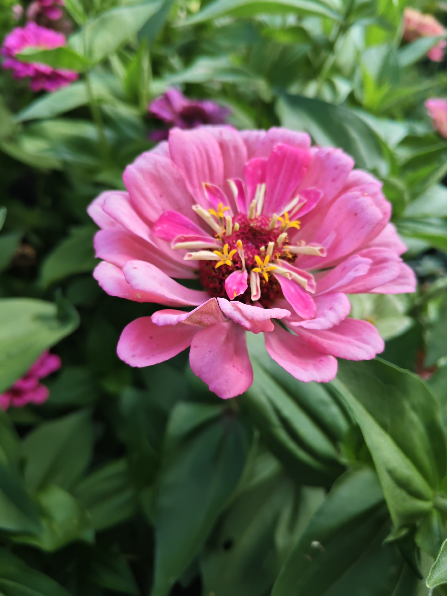 A close-up, eye-level, vertical shot captures a bright pink zinnia flower in the foreground. The flower's petals are layered and delicate, with yellow stamens visible at its center. In the background, blurred green leaves and other pink flowers create a soft bokeh effect. The image is taken outdoors, likely in a garden setting. There is no information or context provided to indicate a location in the city of Poretskoye, Russia. The image contains no people, actions, or interactions.
