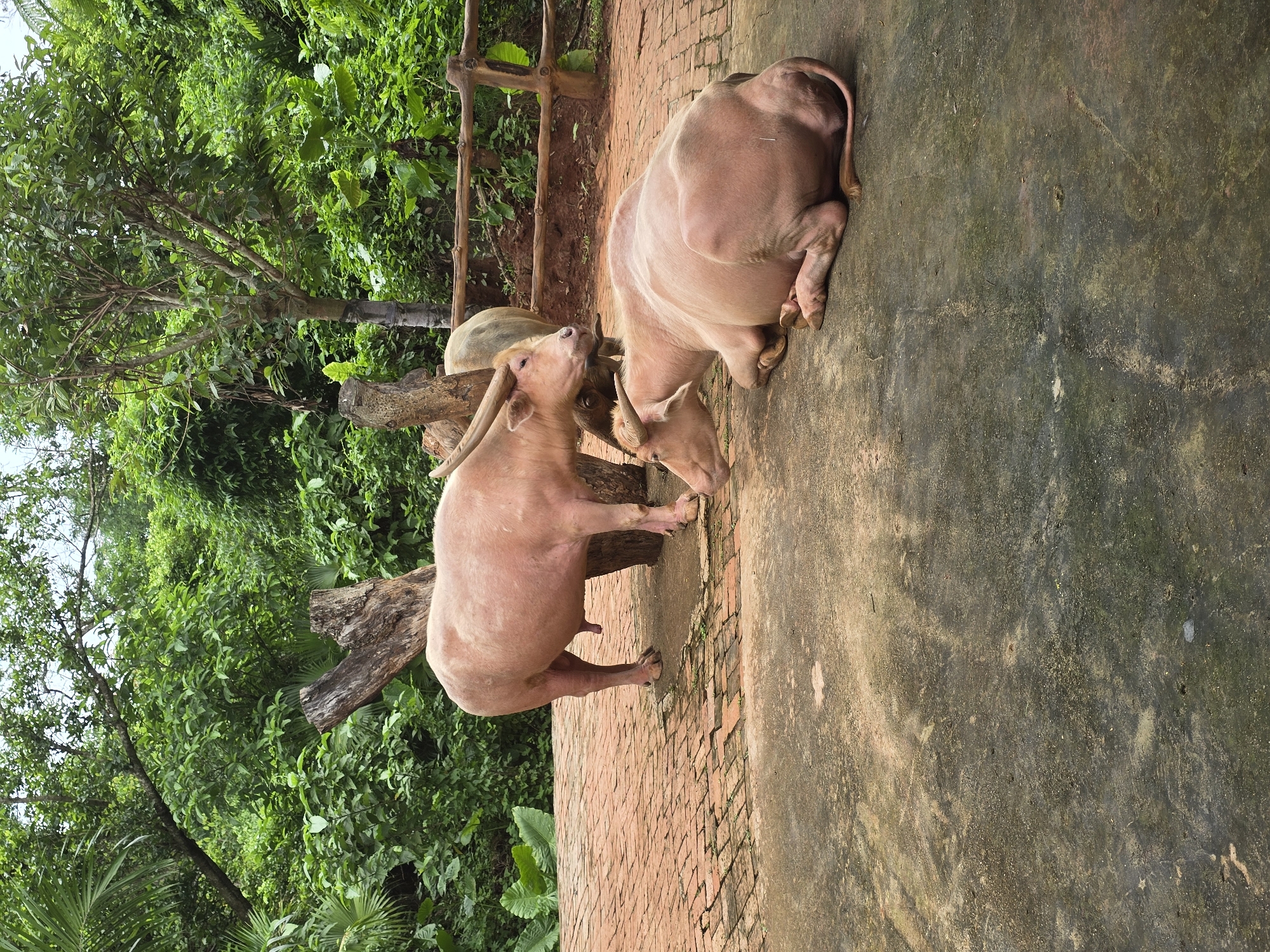 Two albino water buffalo are in an outdoor enclosure with a brick-paved area and a concrete ground. The enclosure is surrounded by lush green foliage and trees. One water buffalo stands, facing left, with its head turned slightly towards the other animal. The second water buffalo is lying down on the concrete ground, facing left. In the background, a wooden fence is visible. The scene appears to be in a zoo or animal park in Xiuying District, China.