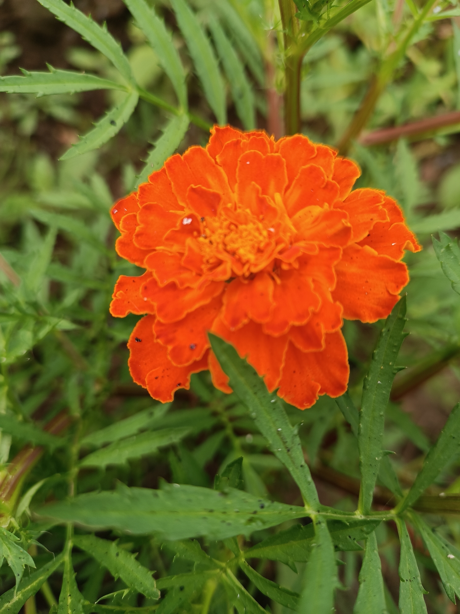 A close-up, eye-level shot features a vibrant orange marigold in full bloom, its petals intricately layered. The flower is surrounded by lush green foliage, with some leaves showing small, dark spots. The background is softly blurred, hinting at a natural outdoor setting. There is no indication of the city of Chaikovsky, Russia, or any human presence in this image.