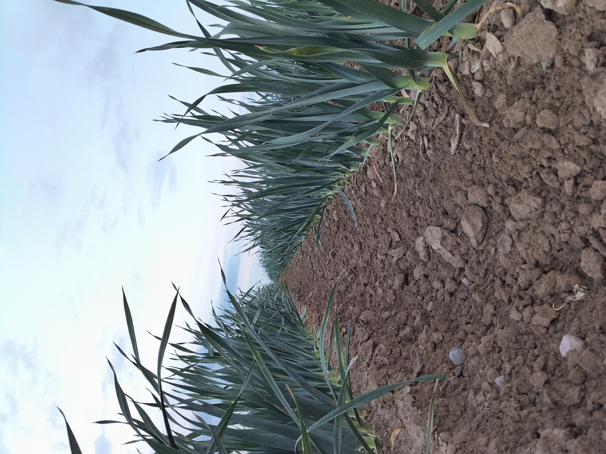 The image depicts a field of leeks in Galonki, Poland. The perspective is low to the ground, looking down a row of leeks that recede into the distance. The soil is brown and appears to be tilled, with visible clods of earth and small stones. The leeks are tall and green, with long, slender leaves that fan out from their bases. The sky above is a pale blue with scattered white clouds. There are no people or animals visible in the image.
