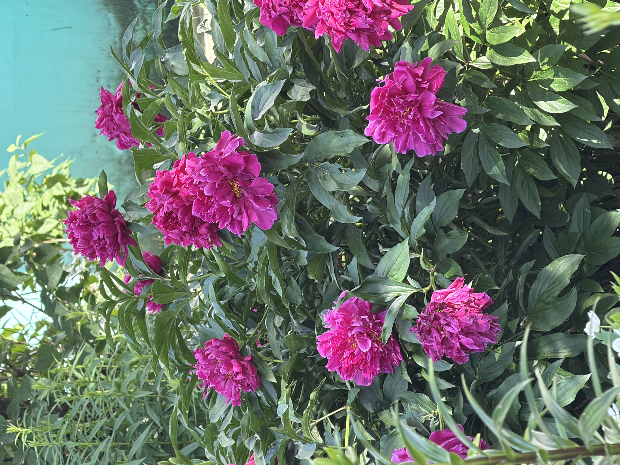 The image displays a cluster of vibrant magenta peonies in full bloom, set against a backdrop of lush green foliage. Several peonies are prominently featured, their ruffled petals creating a sense of fullness and abundance. The flowers are clustered together, with some in sharper focus and others slightly blurred, suggesting a shallow depth of field.
The background features a teal-colored wall, possibly a fence or building, which provides a contrasting color to the rich pink of the peonies. To the left and bottom of the frame, there are additional green leaves and stems, indicating a garden setting. The lighting suggests it is daytime, with sunlight illuminating the flowers and leaves, casting subtle shadows and highlighting the textures of the petals and foliage.
The overall impression is one of natural beauty and the peak of summer bloom. There is no visible text in the image. The context provided places this scene in Chaikovsky, Russia.