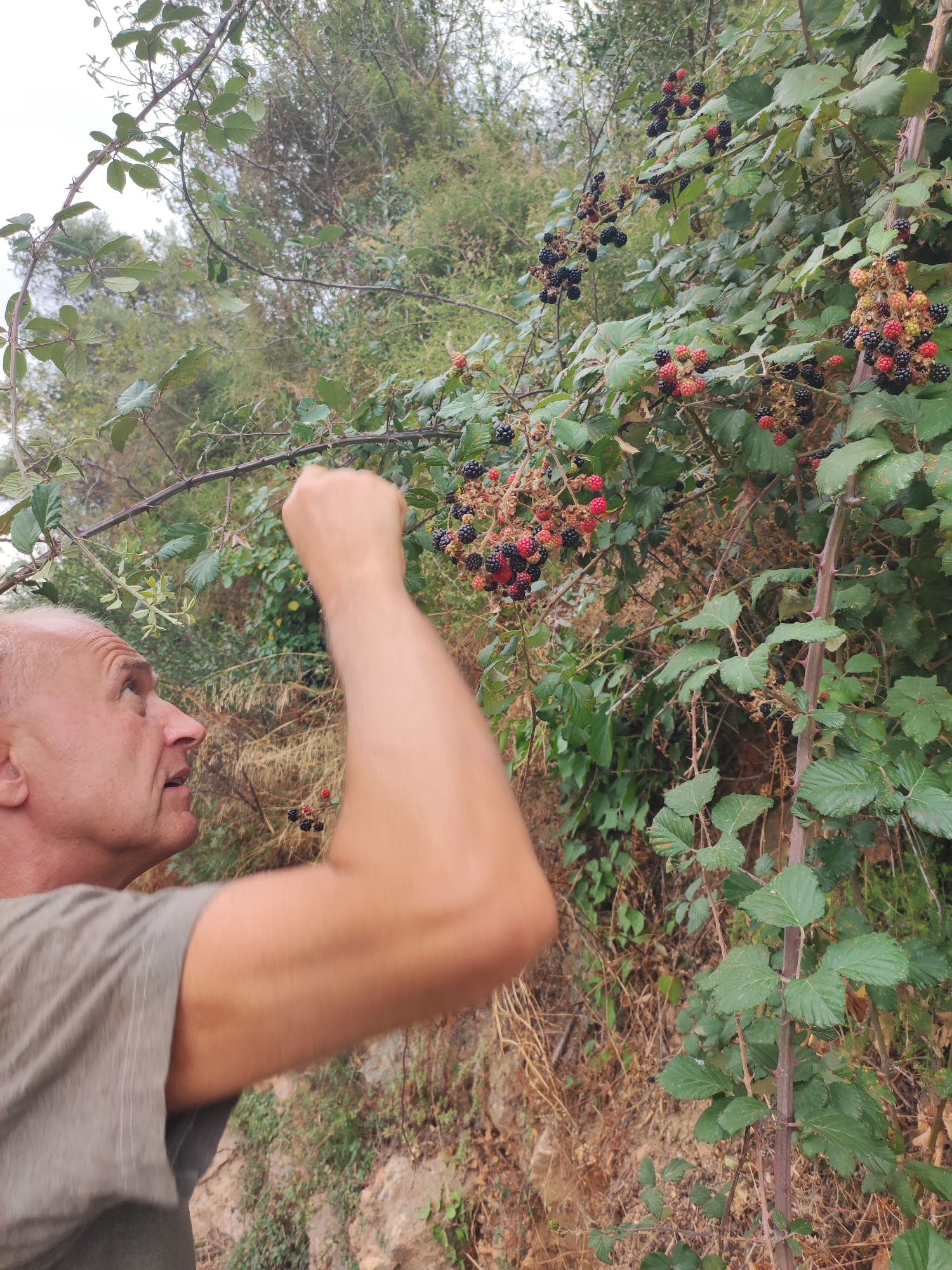 A man's head and shoulder are visible in the foreground on the left, looking up and to the right. He has a bald head and is wearing a grey t-shirt. His right arm is raised and bent, with his fist clenched, reaching towards a blackberry bush. The bush is dense with green leaves and branches covered in thorns. Clusters of blackberries, in various stages of ripeness from red to deep black, are visible on the bush. The background consists of more dense vegetation, trees, and a light-colored sky. The scene appears to be outdoors, likely in a rural or natural setting.