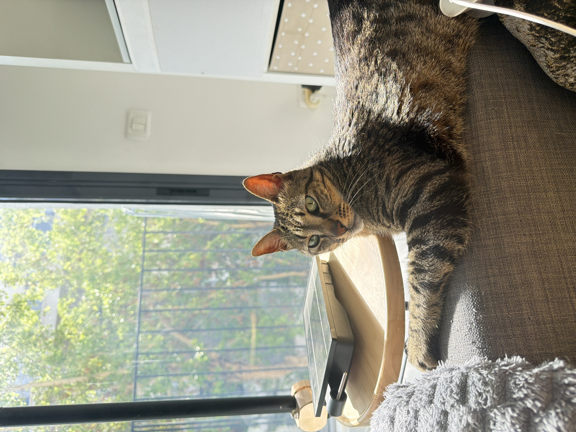 A tabby cat is lying on the edge of a sofa, resting its head and paws on a curved wooden structure adjacent to the window. Outside the window, the out-of-focus green trees and building suggest a residential area. A black metal safety railing is visible through the glass. The light switch is present on the wall and furniture is visible within the room. Based on the available information, the location is Bat Yam, Israel.