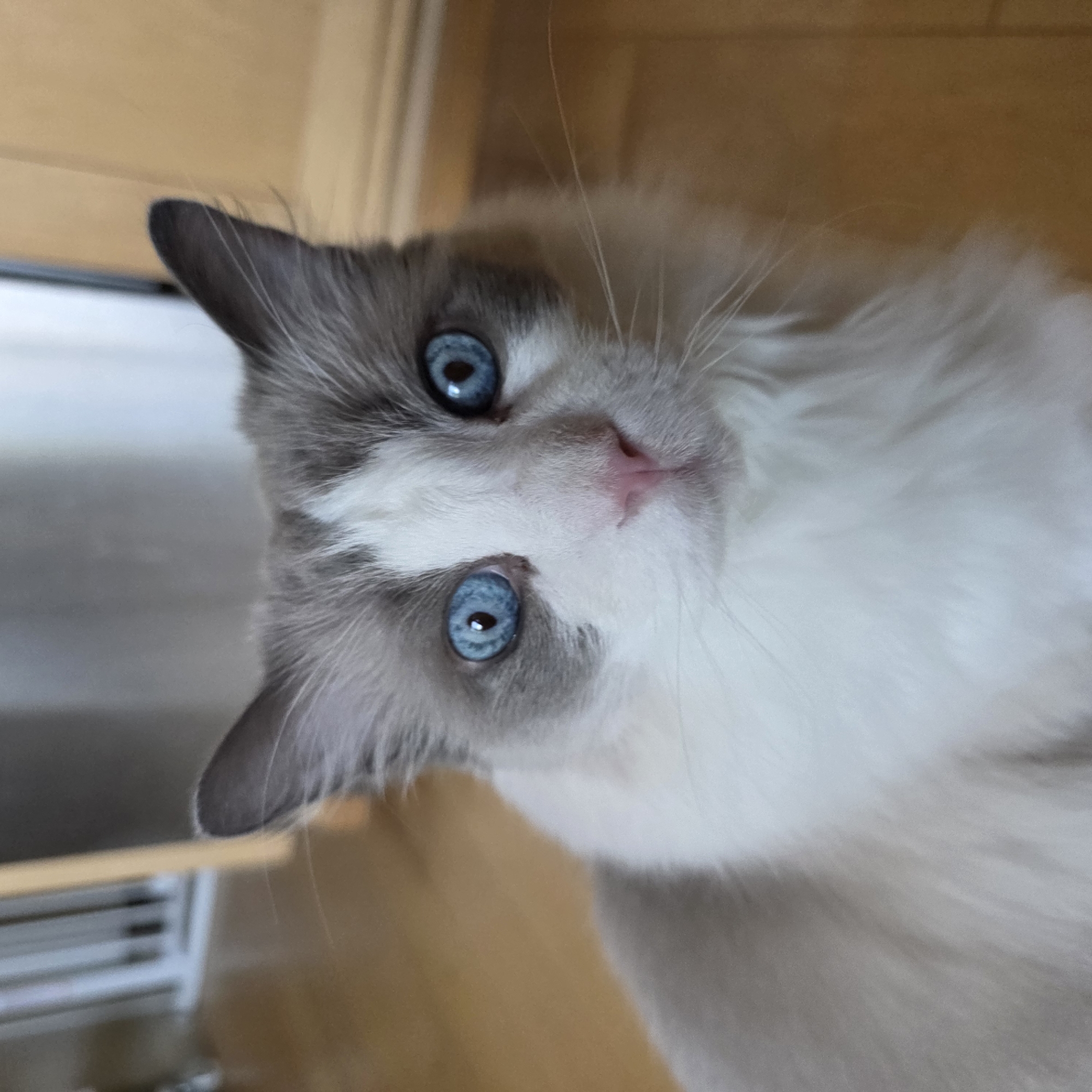 A ragdoll cat with striking blue eyes is pictured from the chest up, looking directly at the camera. The cat has white fur on its chest and face, with grey markings on its ears and forehead. Its nose is a delicate pink. The background appears to be an indoor setting with wooden flooring and a blurred background that suggests furniture and possibly a doorway or partition. There is no discernible location in Portland, United States of America.