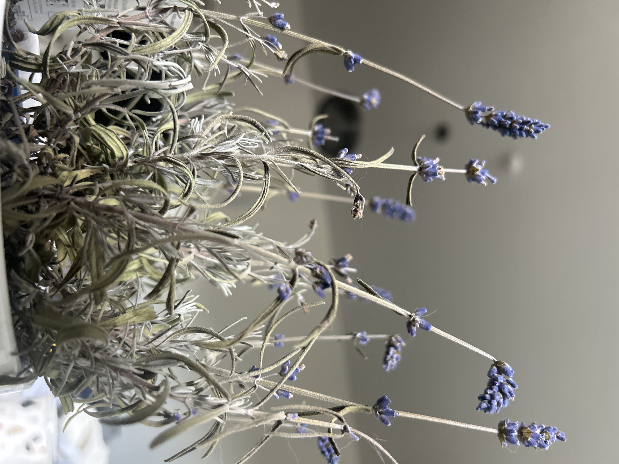 The image shows a close-up, low-angle view of a potted lavender plant indoors. The lavender stalks are slender and topped with small, purplish-blue flower buds. The leaves are narrow and grayish-green, with a fuzzy texture. The background is blurred and appears to be a light-colored, neutral wall or ceiling. There is no indication of the city of Vilnius, Lithuania, or any specific urban environment. The scene is static and focuses solely on the plant.