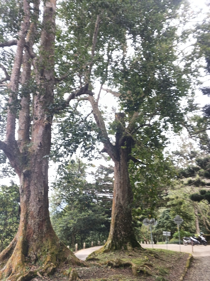 The scene depicts a winding paved road within a densely wooded area in the city of Tah, Vietnam, under an overcast sky. Two large, mature trees dominate the foreground and midground. The tree on the left features multiple thick trunks with exposed, moss-covered roots, extending upwards into a dense canopy of green leaves. To its right, another similarly large tree with a thick, moss-covered trunk and visible root system stands beside the road. The ground around the tree bases is dark earth with patches of moss. In the background, the road curves to the left, flanked by a series of white or light-colored posts on the left side. Further along the road on the right, two circular road signs are visible. A dark-colored motorcycle is parked or stopped on the right shoulder of the road, partially obscured by foliage. The surrounding environment consists of lush, green trees and dense undergrowth, indicating a forest or heavily vegetated landscape. No discernible human figures are clearly visible.