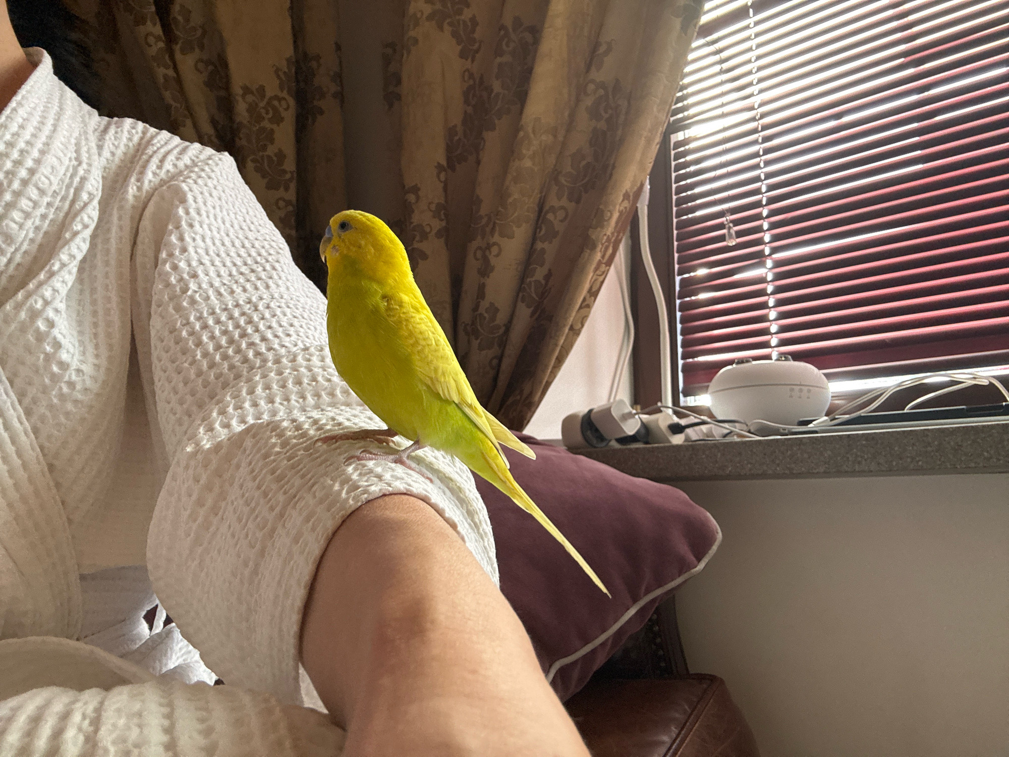 A bright yellow budgerigar is perched on the left arm of a person wearing a white waffle-knit robe. The budgie is facing left with its head turned slightly towards the viewer. Behind the person and bird, a brown floral patterned curtain hangs, and to the right, a window with horizontal blinds is visible. On a countertop below the window, a white humidifier or diffuser and some electronic cords are present. The scene appears to be indoors, likely in a residential setting within Новоархангельское, Russia, based on the provided location context.