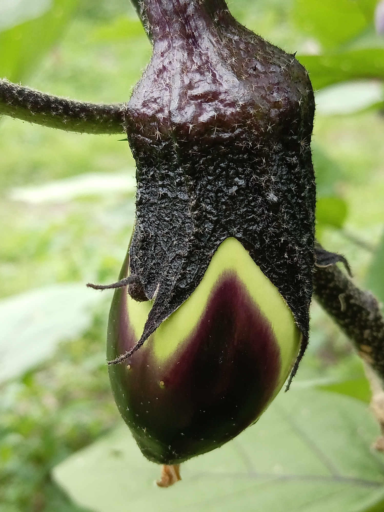 A close-up, vertical, eye-level shot captures a developing eggplant on a plant. The eggplant is dark purple at the top, transitioning to a lighter, almost lime green hue in the middle, with the bottom section returning to a deep purple. The plant stem is dark and appears rough and prickly. The background is softly blurred, showing green foliage. The image does not depict any specific location within the city of Artyom, Russia, and there are no people or interactions visible.