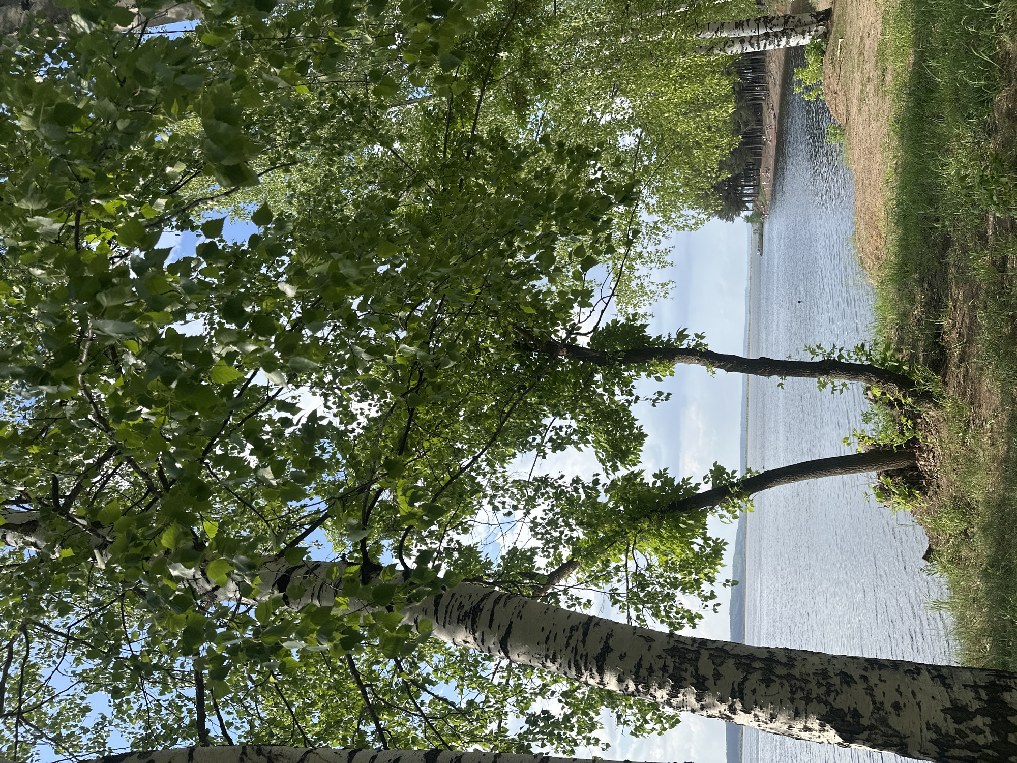 The image shows a lakeside view in what appears to be a park area. In the foreground are birch trees with white bark and green leaves, obscuring part of the sky. The background includes a body of water, likely a lake or river, with visible ripples on the surface. A strip of green vegetation and grass runs along the edge of the water. Farther in the background, more trees and a shoreline are visible, with some indistinct human figures potentially present. The image seems to be taken in a natural setting within a city.
Given the prompt, and without any other information besides the description provided, it is not possible to 100% verify its location in Chaikovsky, Russia.