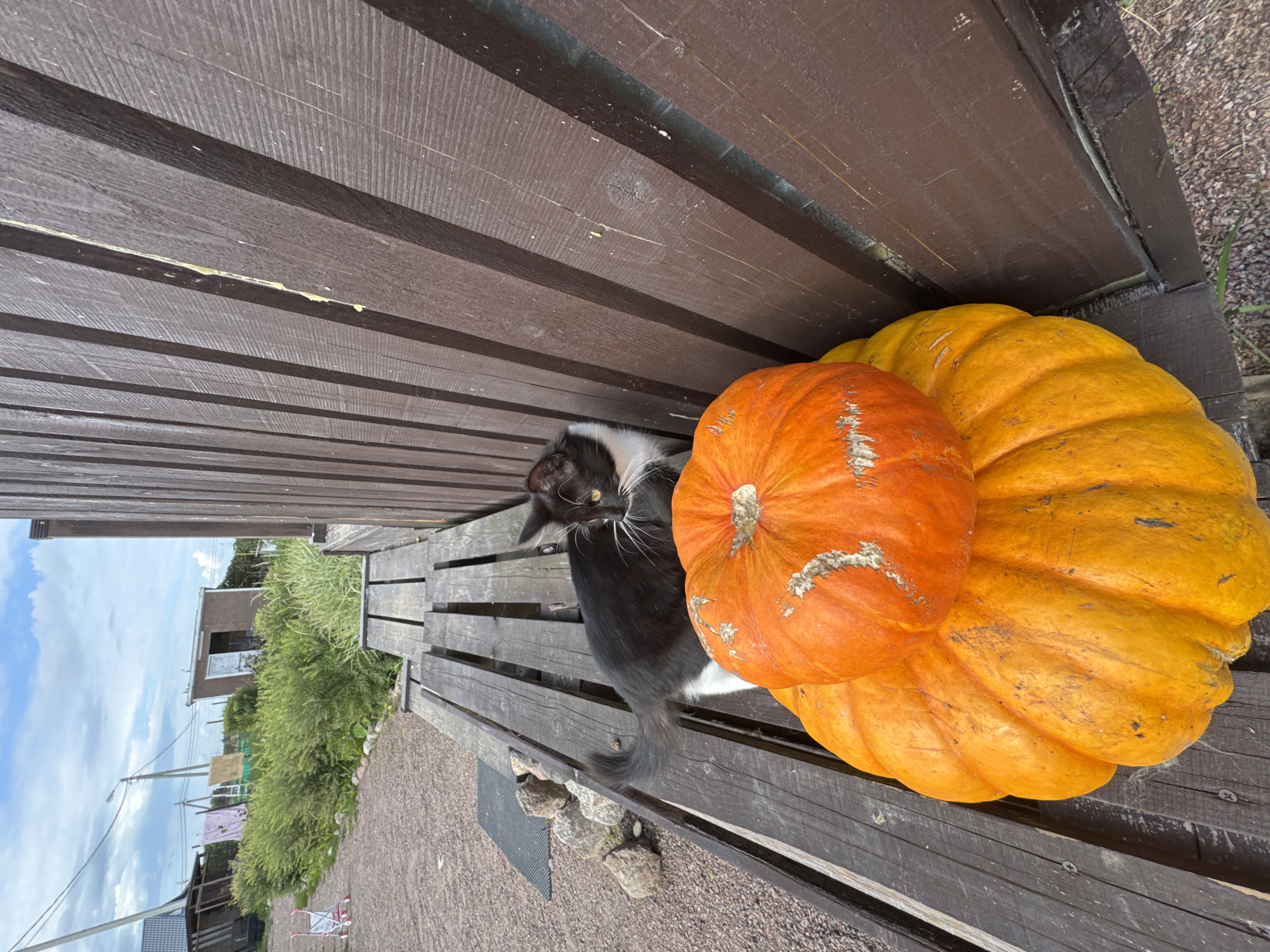 In Kempelevo, Russia, a black and white cat is seated on a wooden bench next to two pumpkins. The larger pumpkin, bright orange, is positioned at the bottom, while a slightly smaller, more vibrant orange pumpkin is stacked on top. The cat, with white whiskers and yellow eyes, is looking to the right of the frame. The bench is made of weathered wooden planks, situated outdoors in what appears to be a rural or suburban setting with gravel underfoot and a wooden structure to the right. In the background, a row of green bushes lines a path, with laundry hanging on a clothesline and a small utility shed visible further in the distance under a cloudy sky.