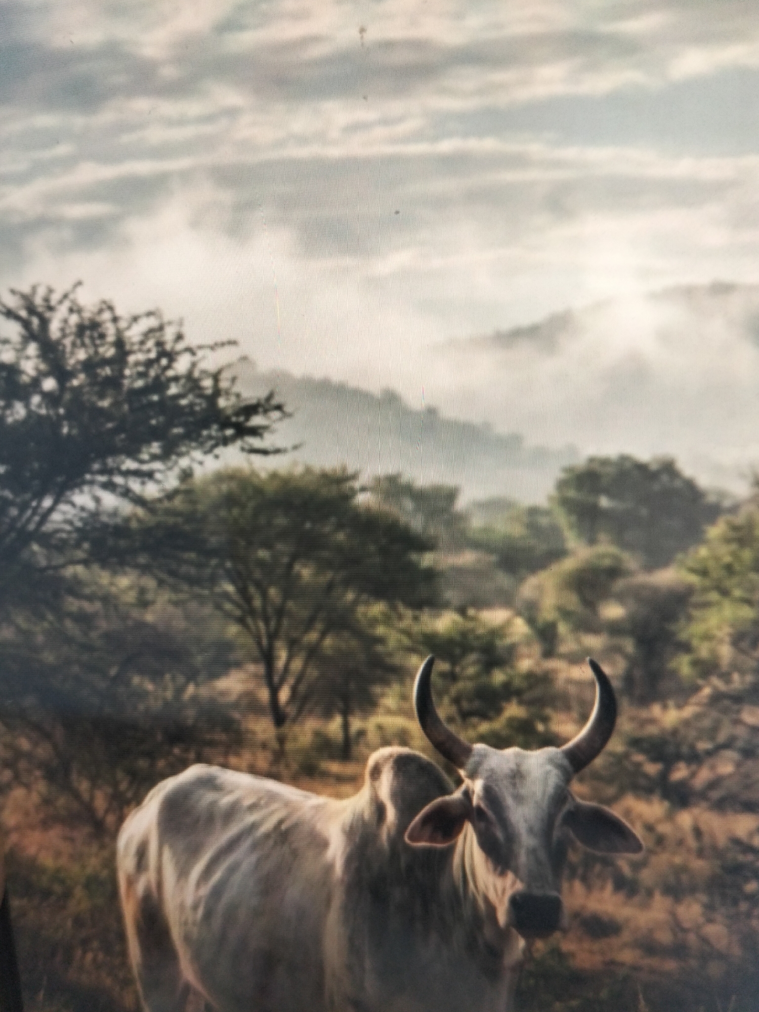 A cow stands in a natural environment. The cow is light-colored with dark horns and appears to be a zebu breed. It is facing forward and looking at the camera. The background consists of trees, hills, and a cloudy sky. The lighting suggests it may be early morning or late evening. The location in Payagaboh, Indonesia, is not evident from the image itself.