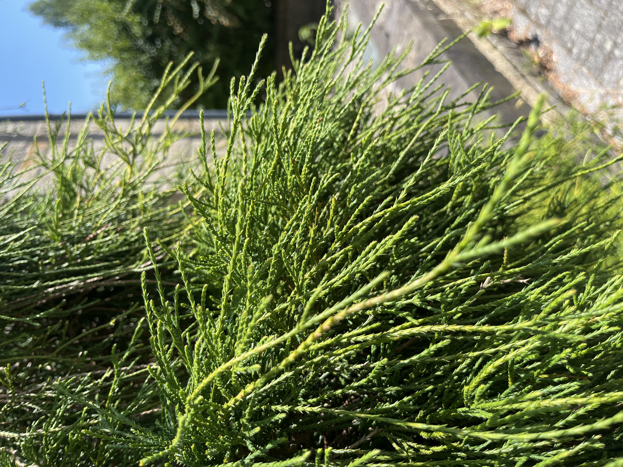 A close-up, eye-level, outdoor shot features a dense cluster of vibrant green evergreen foliage, likely from a conifer such as a cypress or juniper. The branches are thin and feathery, with a slightly droopy appearance. Sunlight illuminates the leaves, creating highlights and shadows. In the background, a blurry, light-colored stone wall or structure is visible to the right, with a patch of bright blue sky above. Further in the background, out-of-focus green trees and shrubs suggest a natural or park-like setting. A concrete curb and pavement are partially visible in the lower right, indicating an urban or suburban edge. No people are present in the scene. The image was taken in Saint-Vith, Belgium, as indicated by the background elements.
