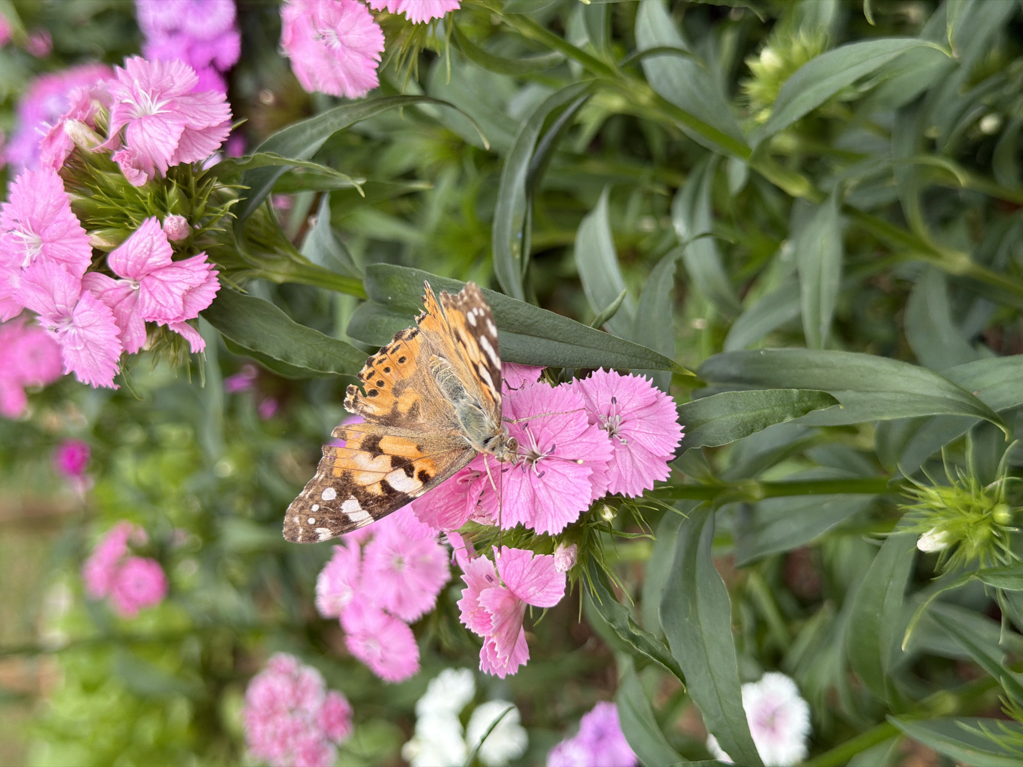 A close-up, eye-level shot captures a painted lady butterfly on a cluster of bright pink dianthus flowers. The butterfly, positioned on the right side of the frame, faces left with its wings partially open, revealing intricate patterns of orange, brown, and white. Its delicate legs grip the ruffled petals of a bloom. The dianthus flowers, in various stages of opening, are a vibrant pink, with some exhibiting a lighter white center. The background is a soft blur of green foliage and more pink flowers, suggesting a garden setting in Chaikovsky, Russia. The focus is sharp on the butterfly and the flowers it is perched upon, with the rest of the scene softly out of focus.