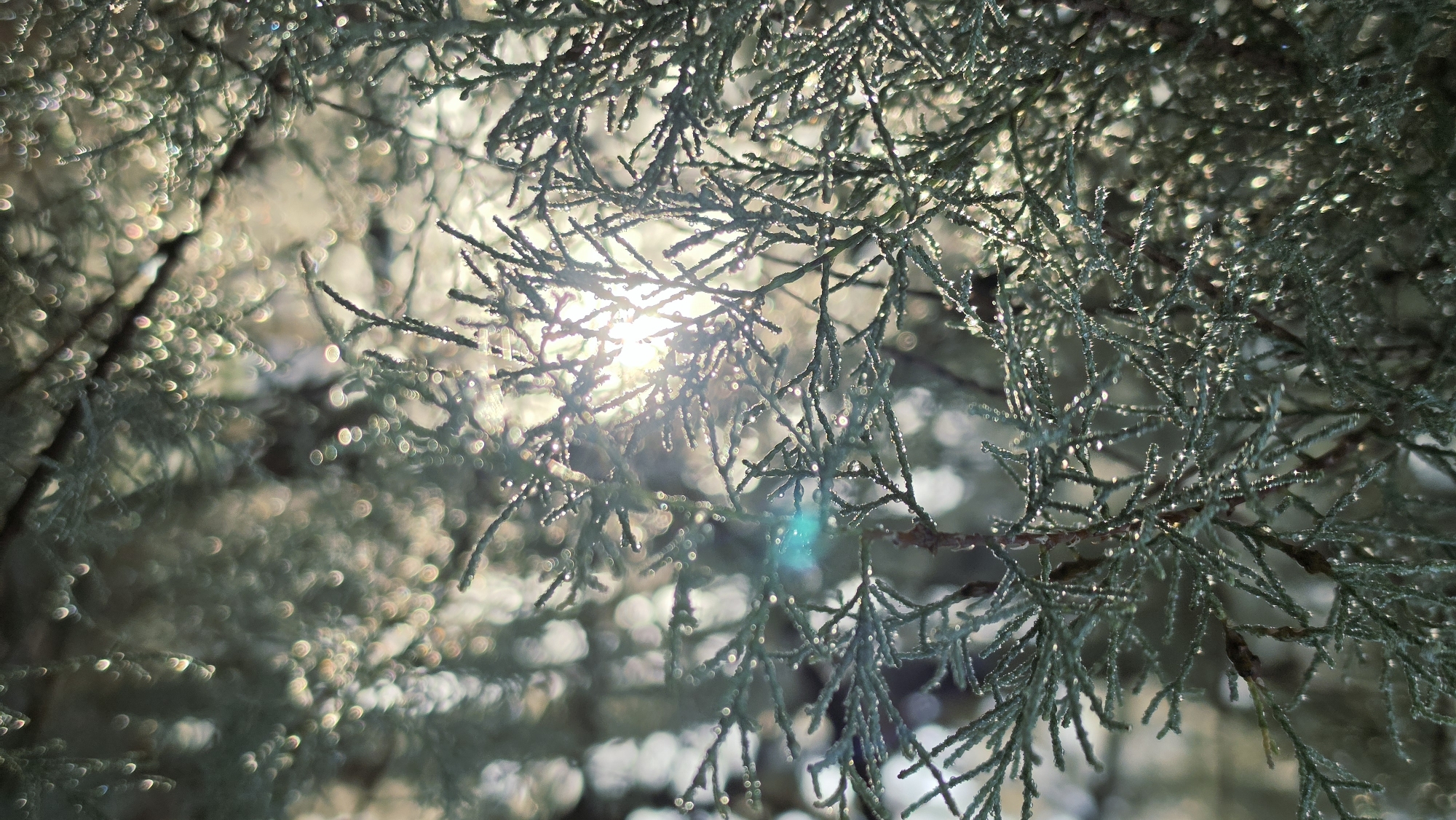 The image shows a close-up of evergreen branches, likely from a cedar or cypress tree, with sunlight filtering through them. Numerous small water droplets or dew are visible on the needles, catching the light and creating a sparkling effect. The background is softly blurred, with bokeh highlights suggesting more foliage and light sources. A faint teal lens flare is present on the right side of the image. The scene appears natural and serene, with no people or man-made objects prominently featured. The location in Neot Hovav, Israel, implies an arid or semi-arid environment, suggesting the presence of drought-resistant evergreen species.