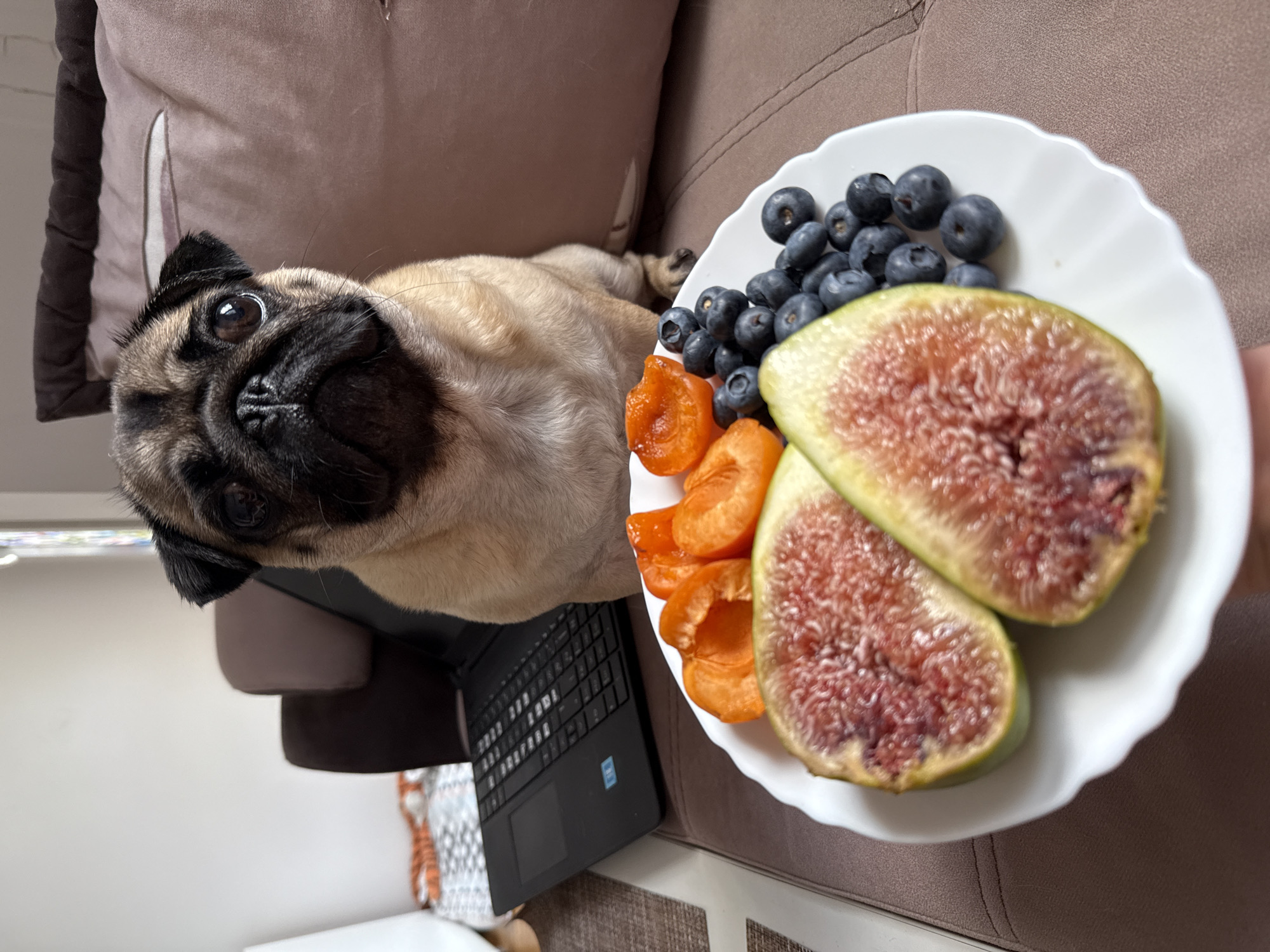 A pug lies on a brown couch next to a laptop and a white plate of fruit. The pug is looking up at the camera with its tongue slightly out. The plate of fruit contains blueberries, apricots, and figs. The laptop is open and appears to be in use. The scene is lit by natural light, suggesting it might be daytime. The overall mood is relaxed and casual.