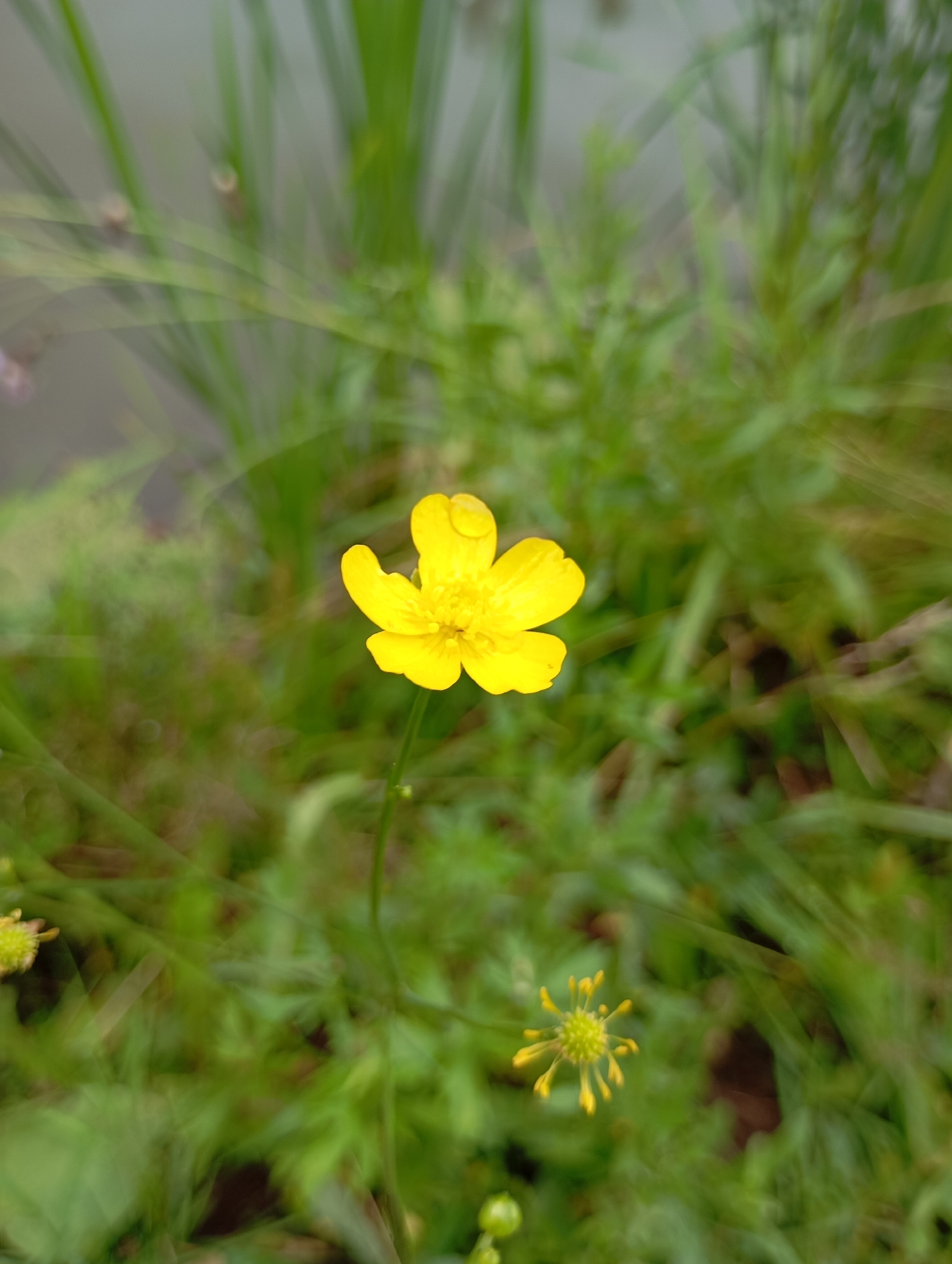 A bright yellow buttercup is in focus in the foreground of the image. It has five petals and a dewdrop on one of the petals. The stem is thin and green. In the background, there is blurred green foliage, some of which appears to be tall grass or reeds. To the left and slightly below the main buttercup, another, smaller yellow flower is visible, which appears to be a bud or a less developed bloom. The overall scene suggests a natural environment, likely outdoors in a park or wild area, possibly near a body of water due to the presence of what appears to be reeds or tall grass typically found near water. The lighting is natural, and the focus is shallow, with the background rendered soft and indistinct. The image was taken in Malyi Bukor, Russia.